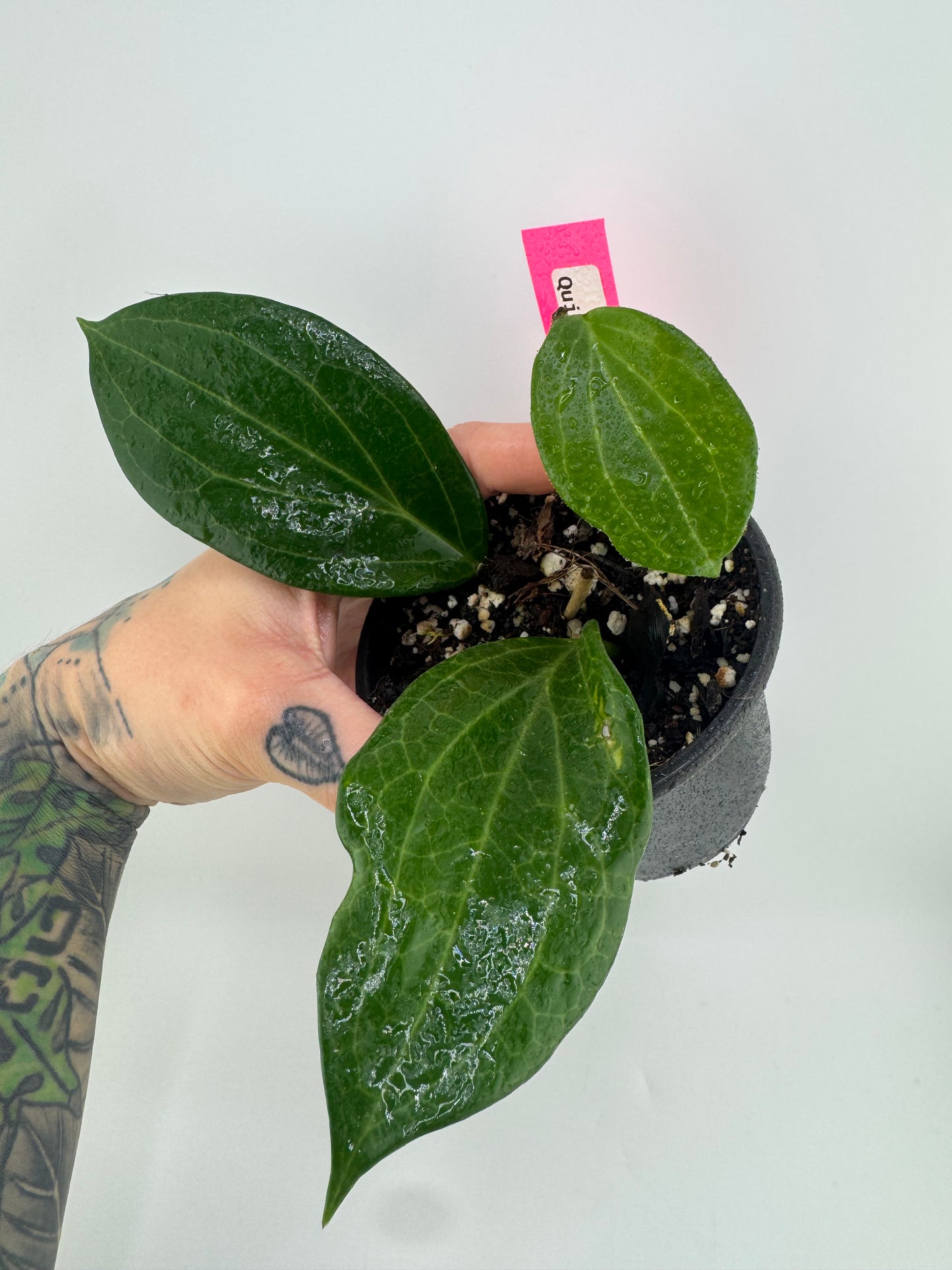 Hoya Quinquenervia