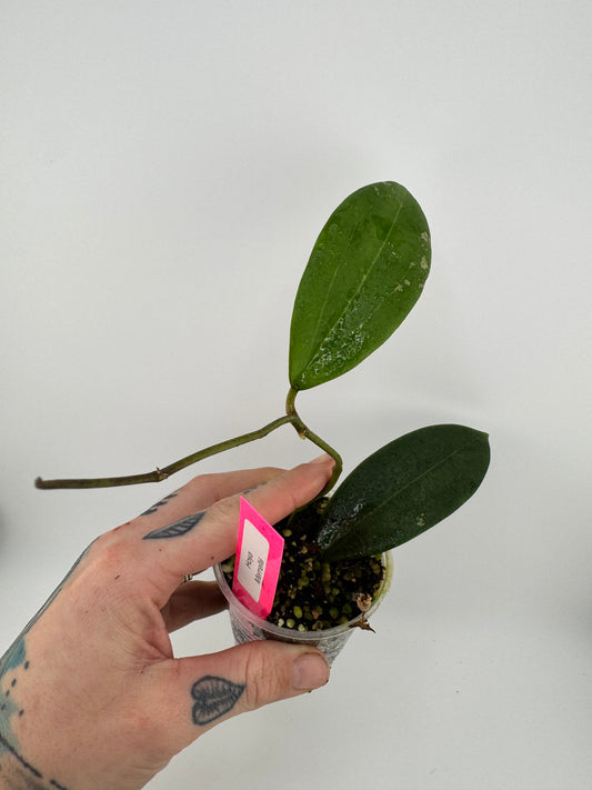 Hoya Merrillii