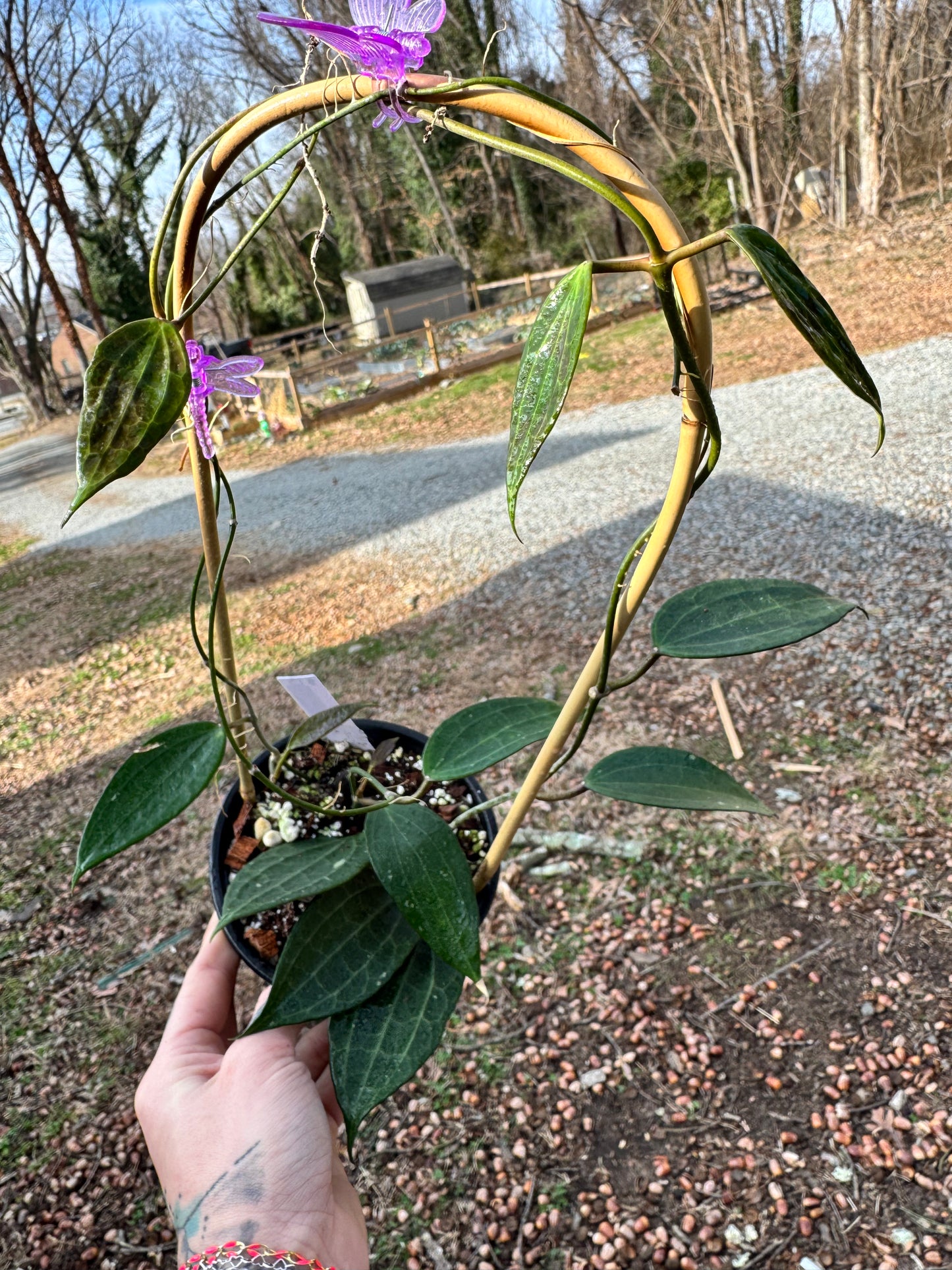 Hoya latifolia (macrophylla) green