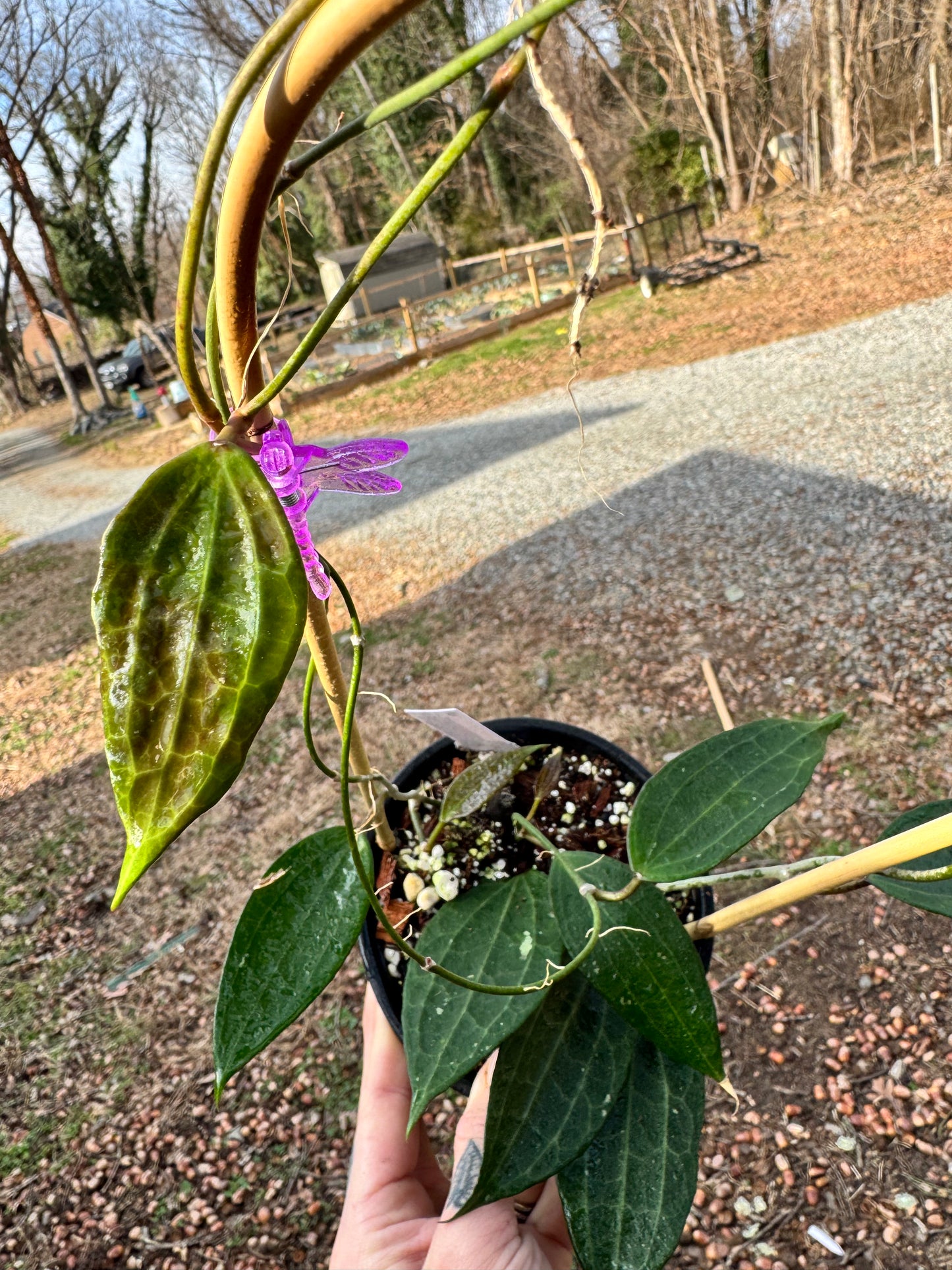 Hoya latifolia (macrophylla) green