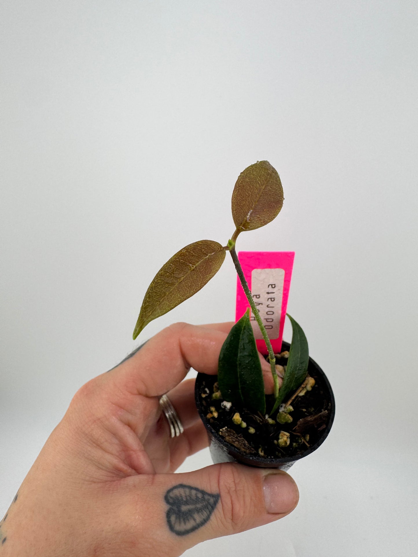 Hoya Odorata