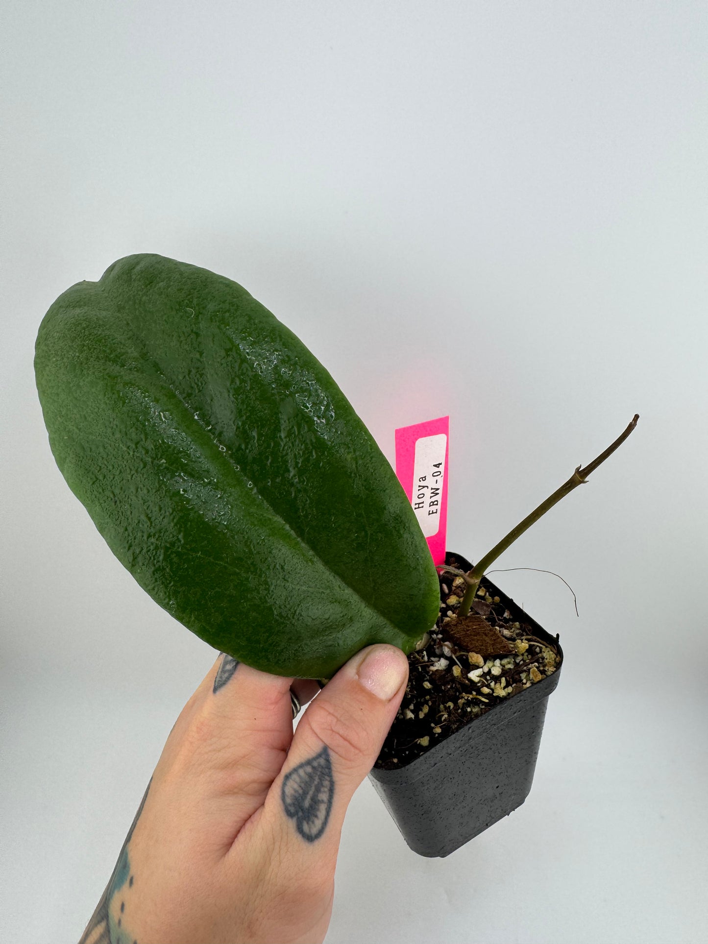Hoya EBW-04