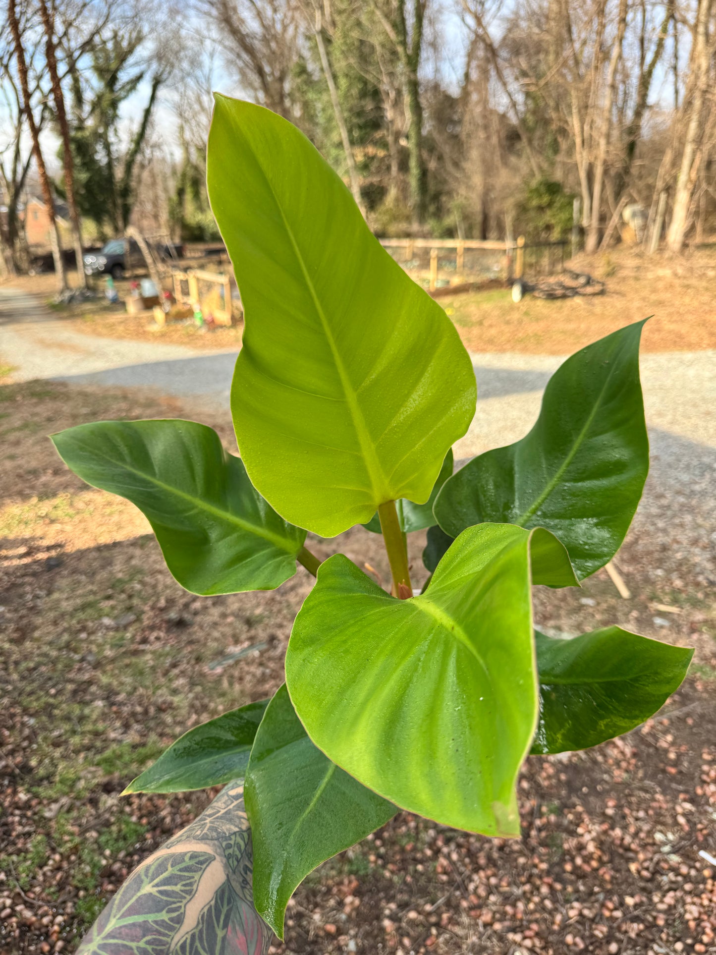 Philodendron Melanonii Ghost