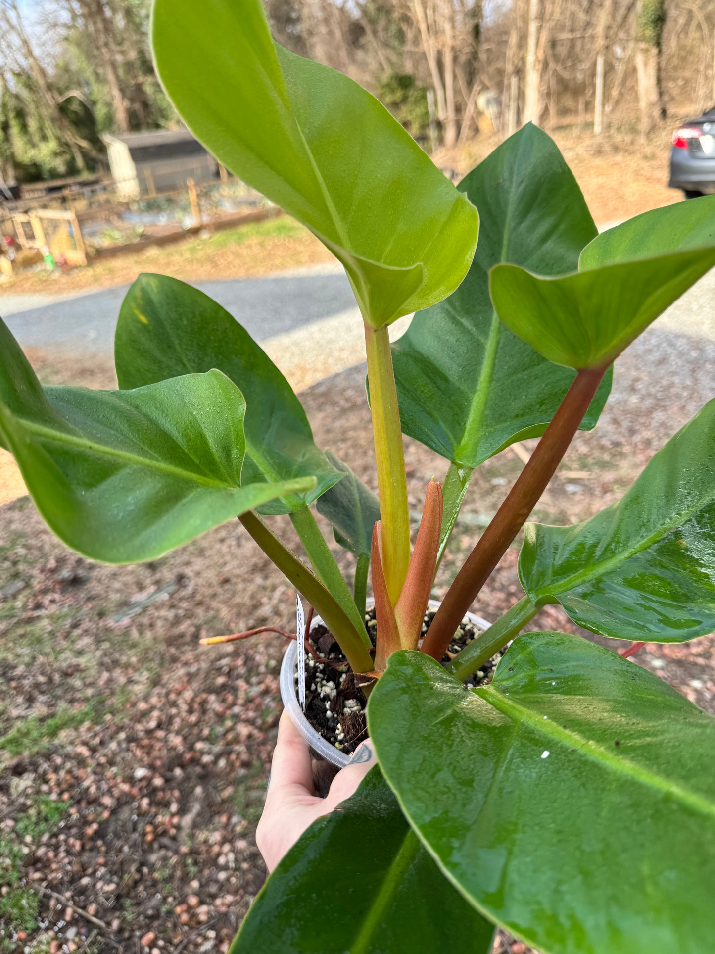 Philodendron Melanonii Ghost