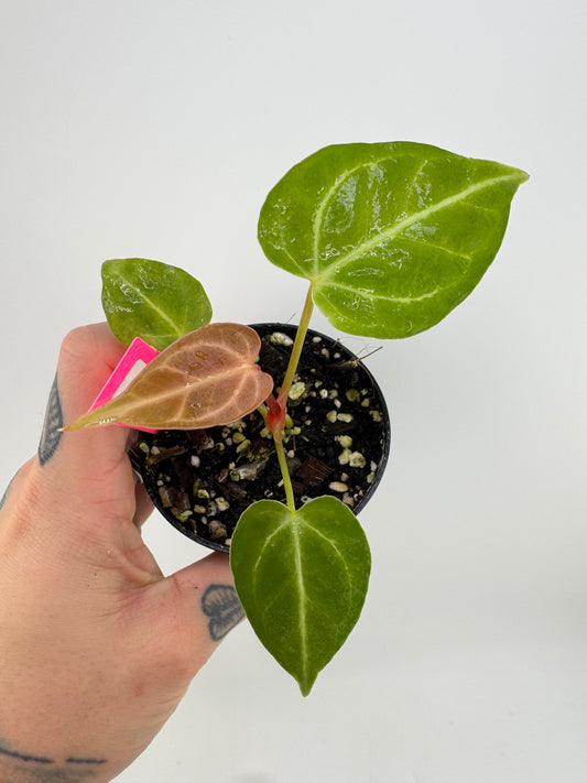 Anthurium Regale