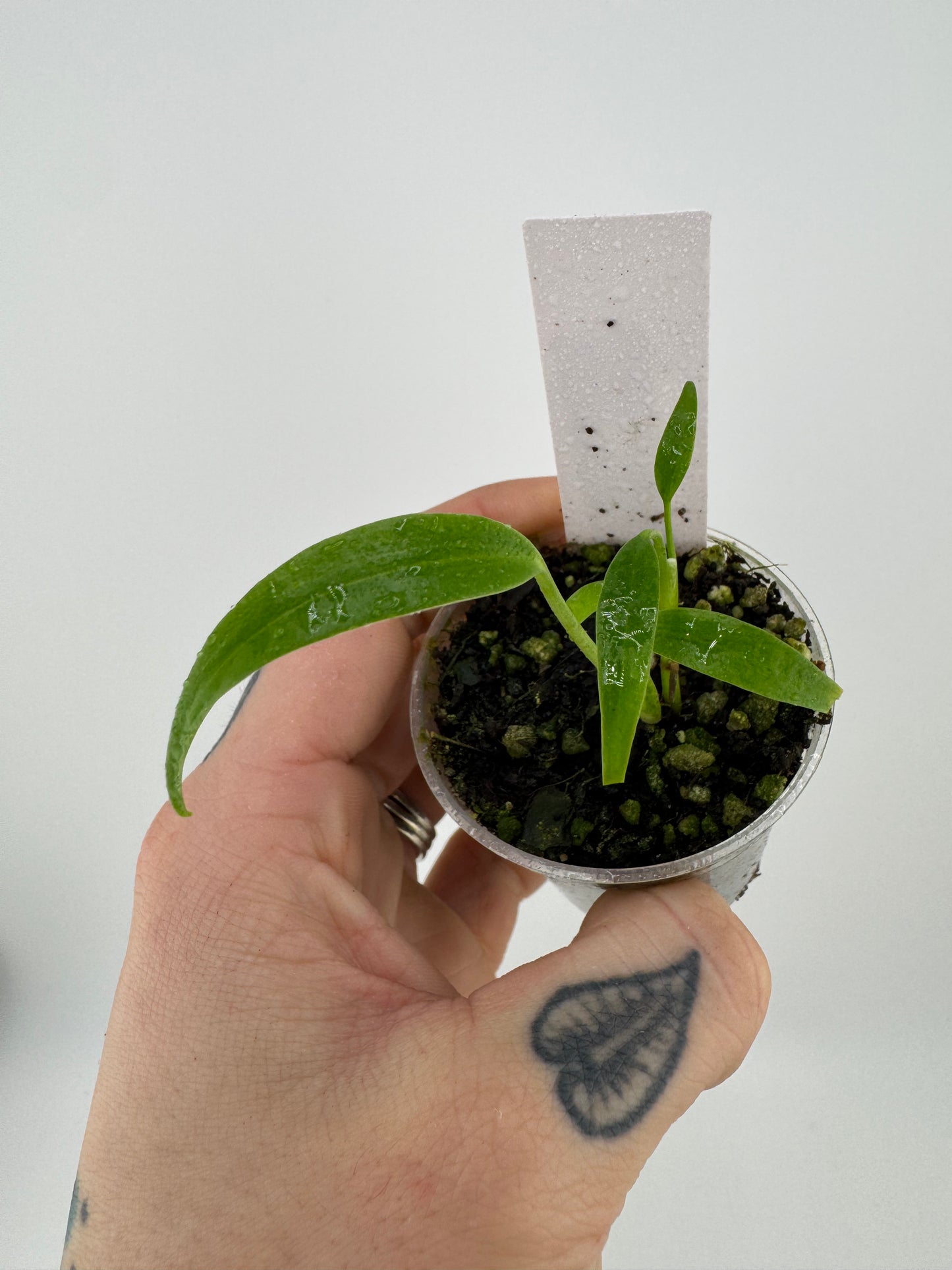 Monstera Burle Marx Flame