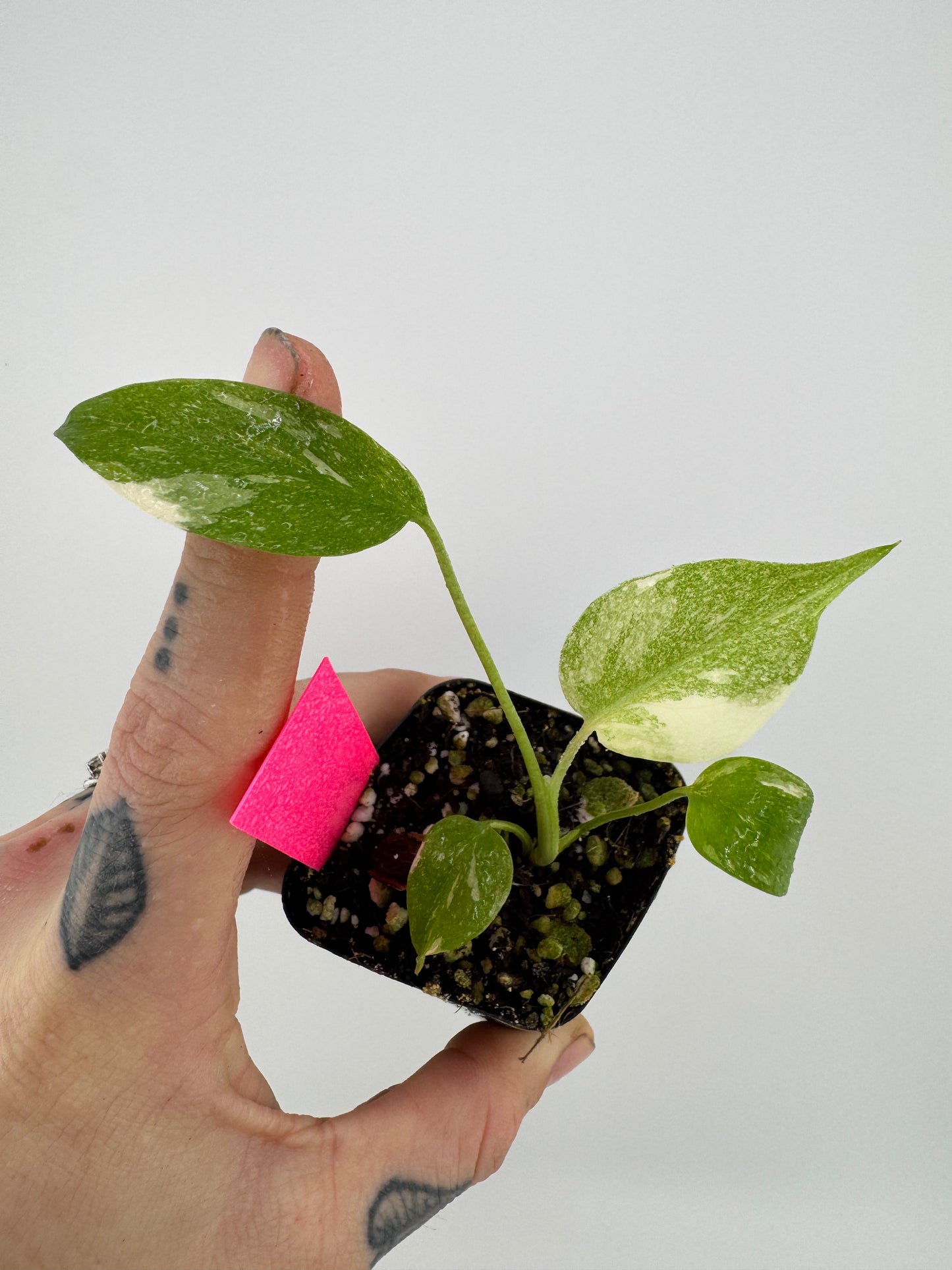 Monstera Variegated Thai Constellation