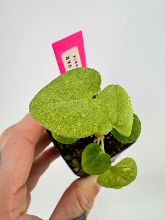 Anthurium Dark Phoenix ‘Mint’ Variegated