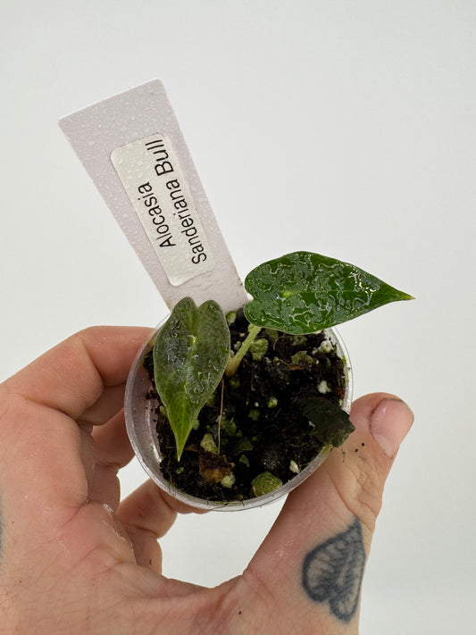 Alocasia Sanderiana Bull Revert