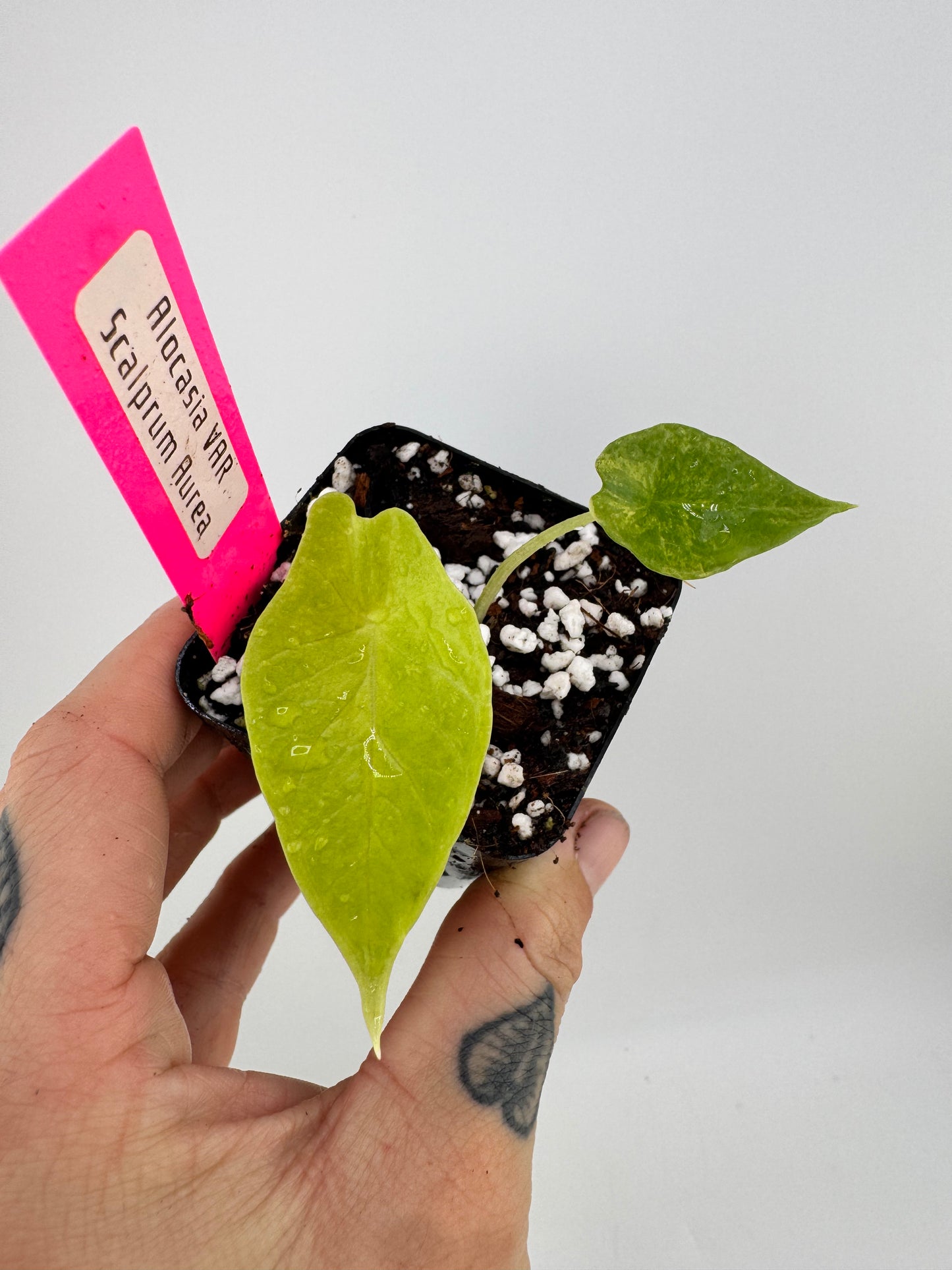 Alocasia Scalprum ‘Aurea’ Variegated #2