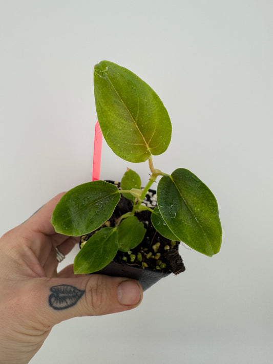 Philodendron Serpens