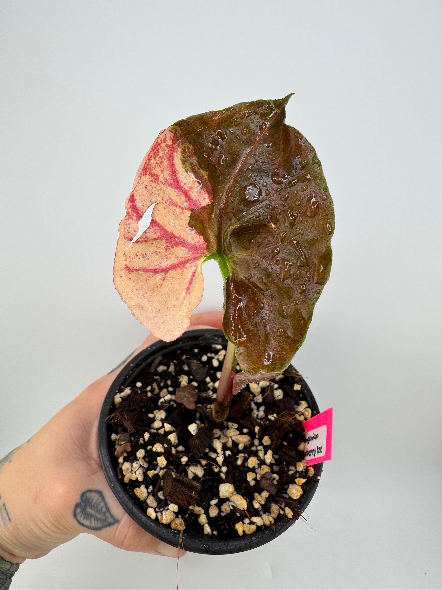 Syngonium Strawberry Ice ‘Galaxy’ Variegated
