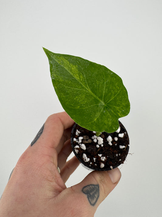Alocasia Variegated Gagaena Aurea