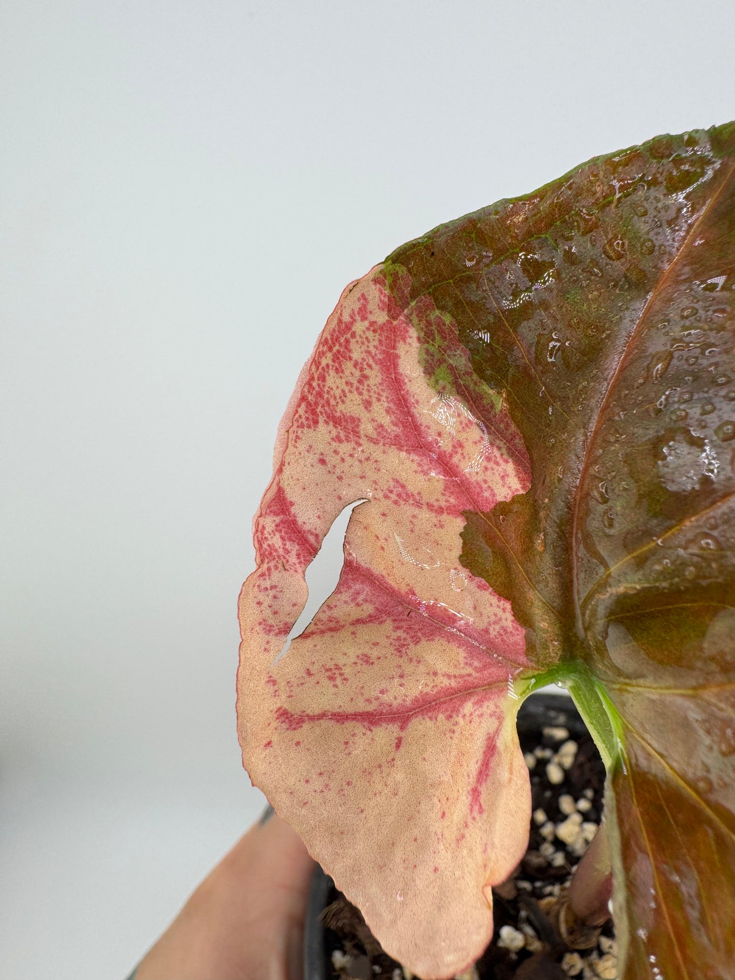 Syngonium Strawberry Ice ‘Galaxy’ Variegated