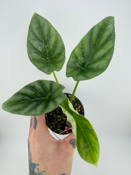 Alocasia Sinauta ‘Quilted Dream’