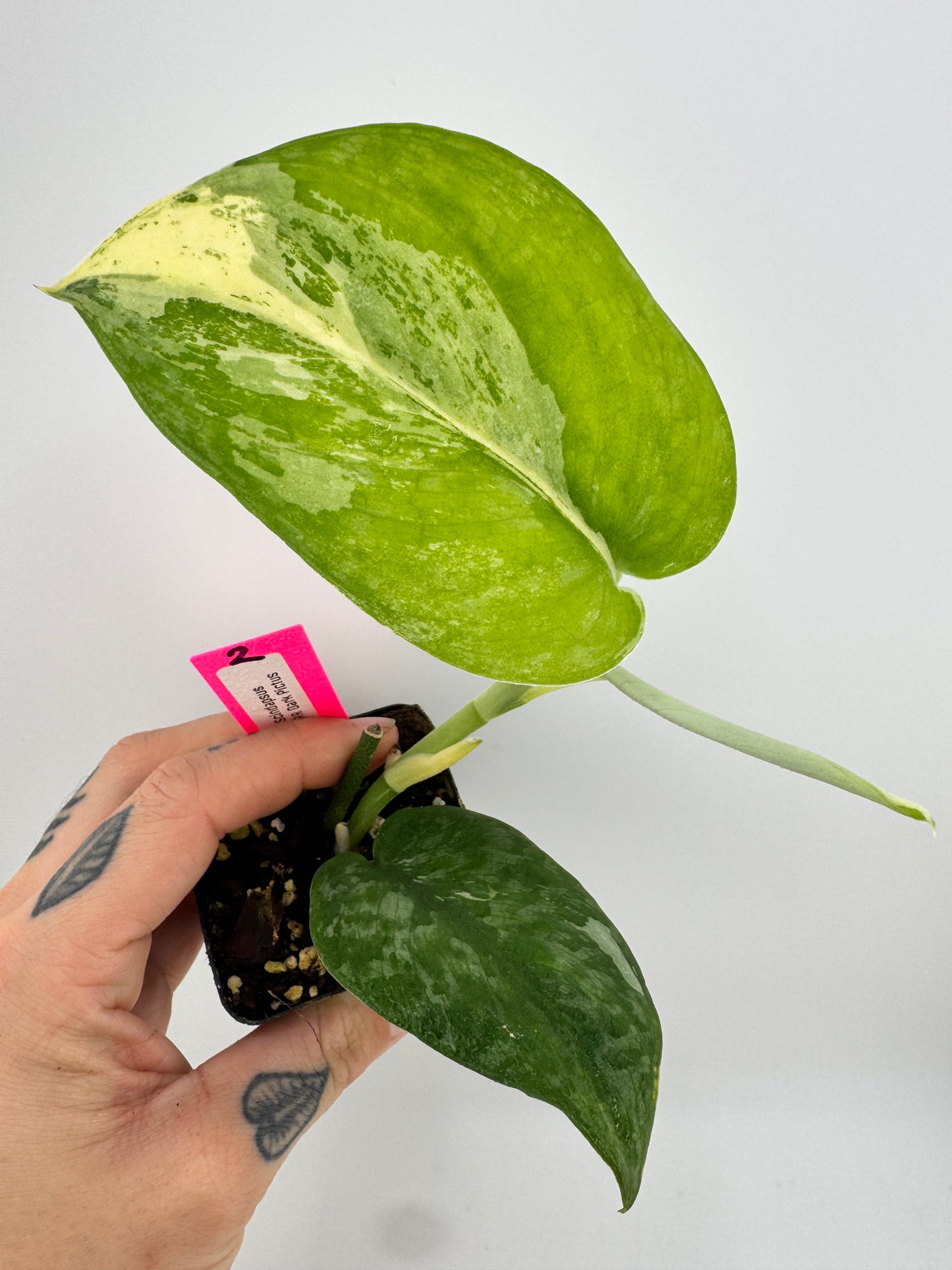 Scindapsus Dark Pictus Variegated #2
