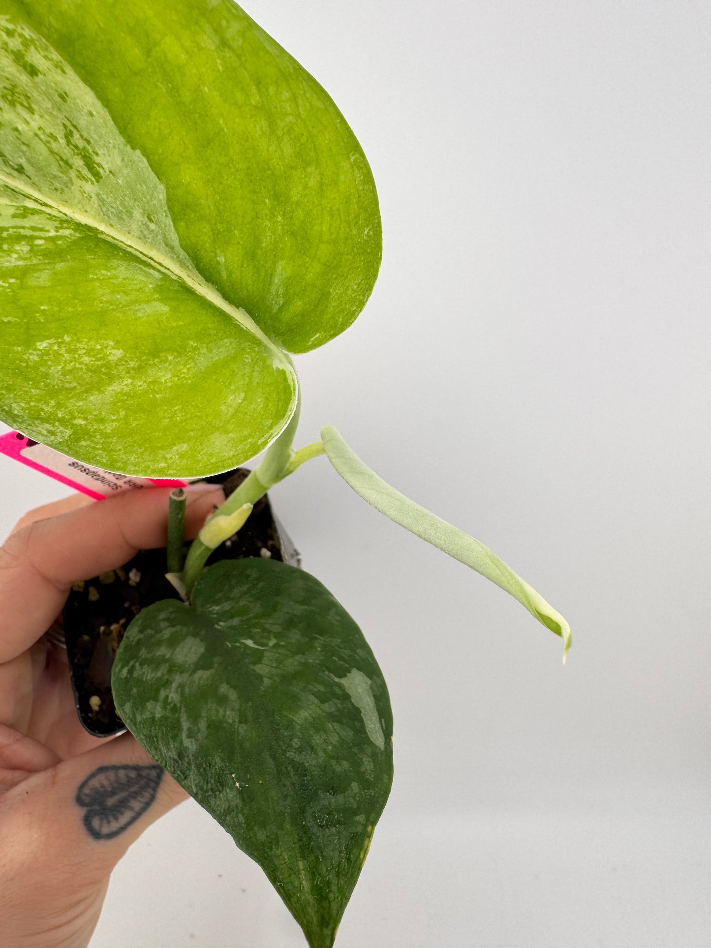 Scindapsus Dark Pictus Variegated #2