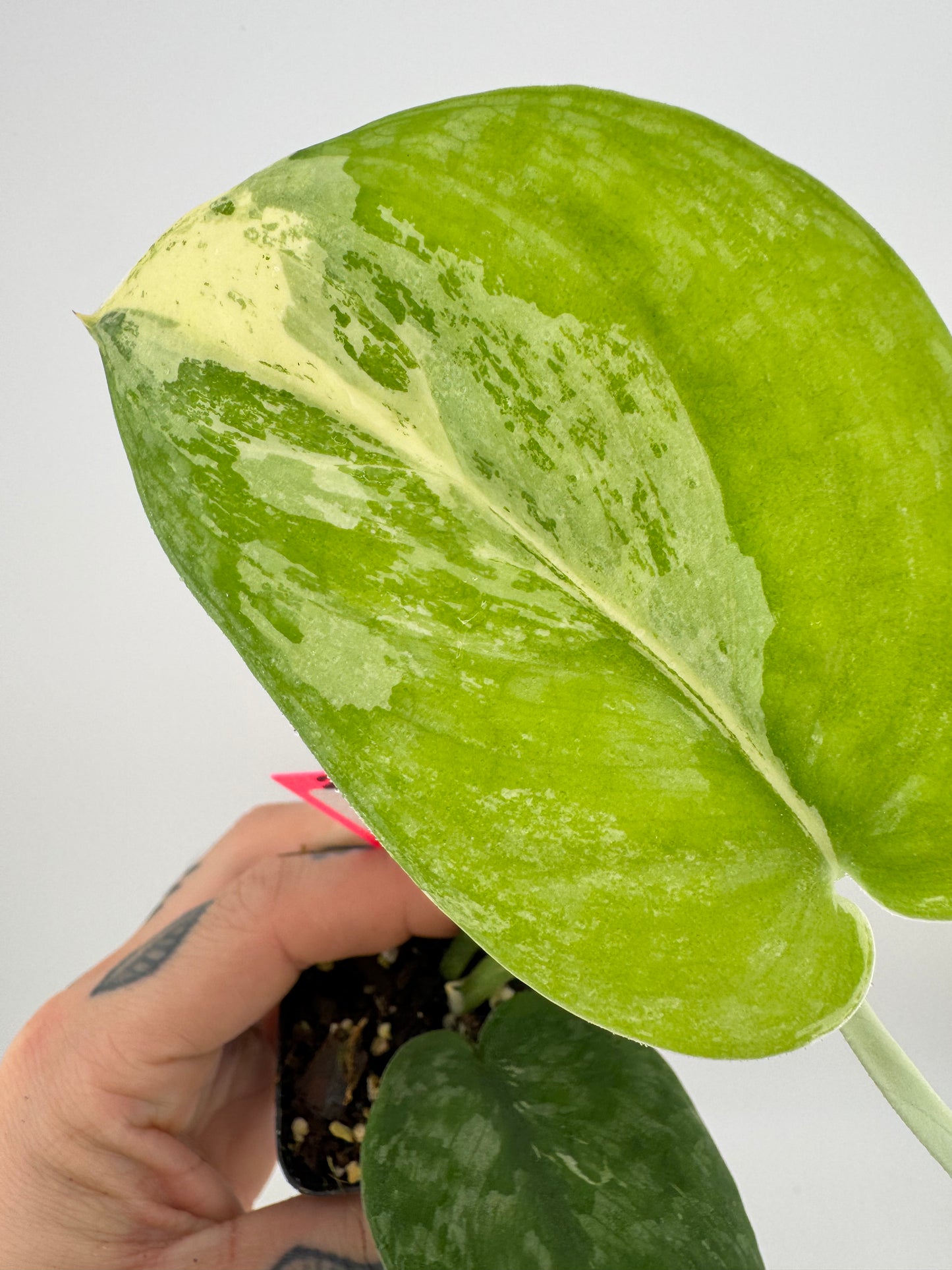 Scindapsus Dark Pictus Variegated #2