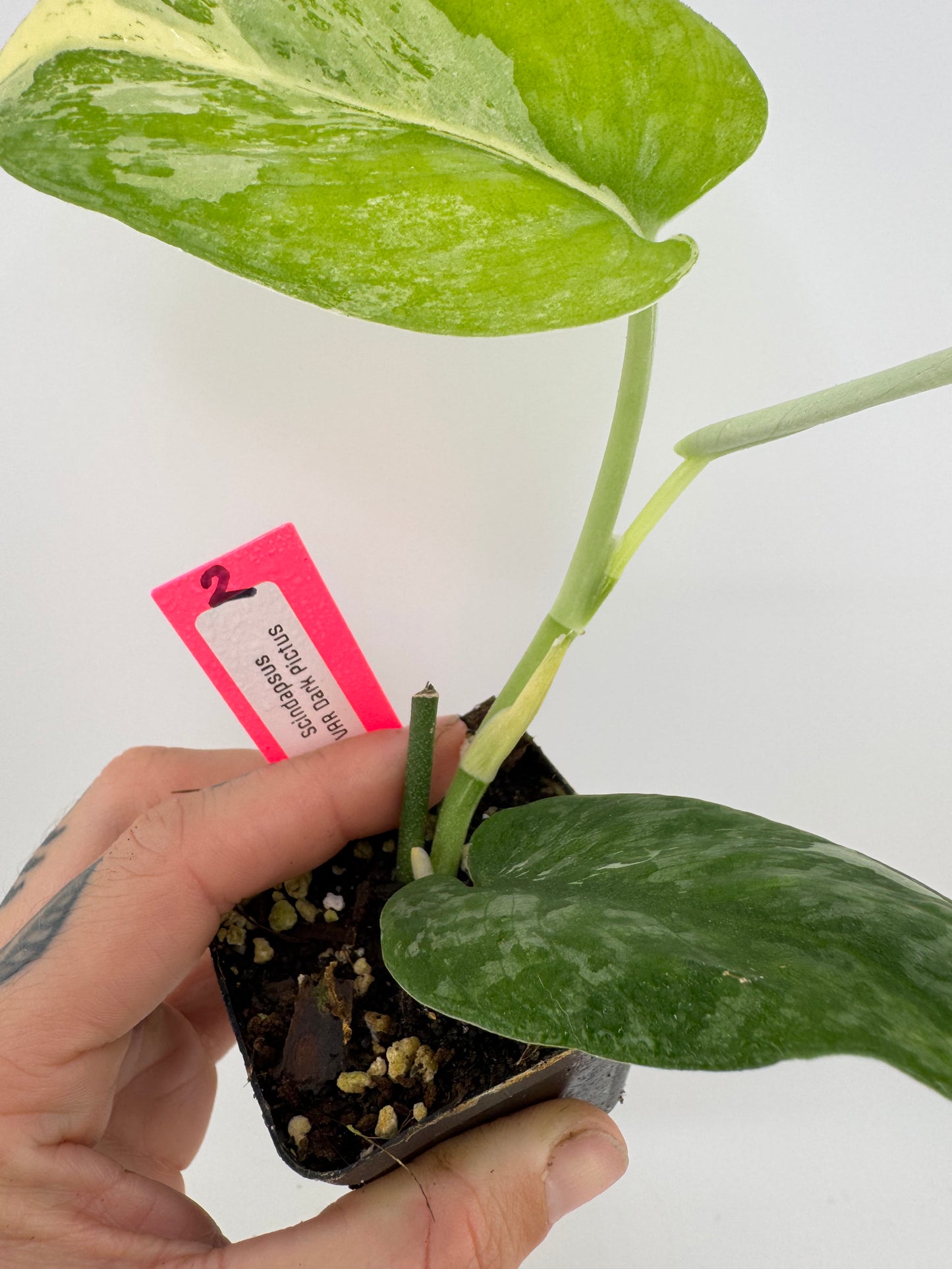 Scindapsus Dark Pictus Variegated #2