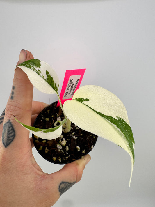 Monstera Deliciosa Variegated Albo (Small Form) #2