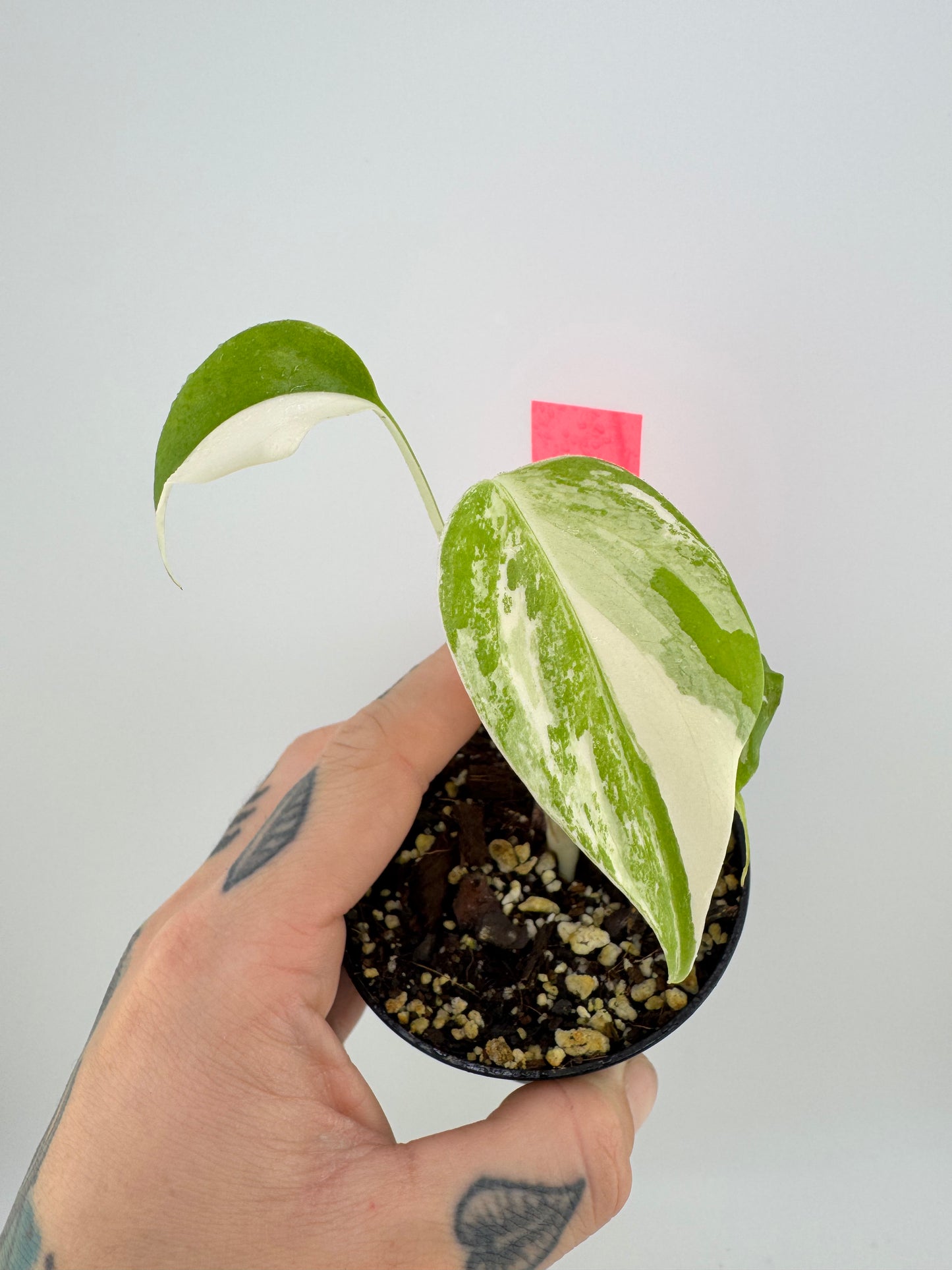 Monstera Deliciosa Variegated Albo (Small Form) #3