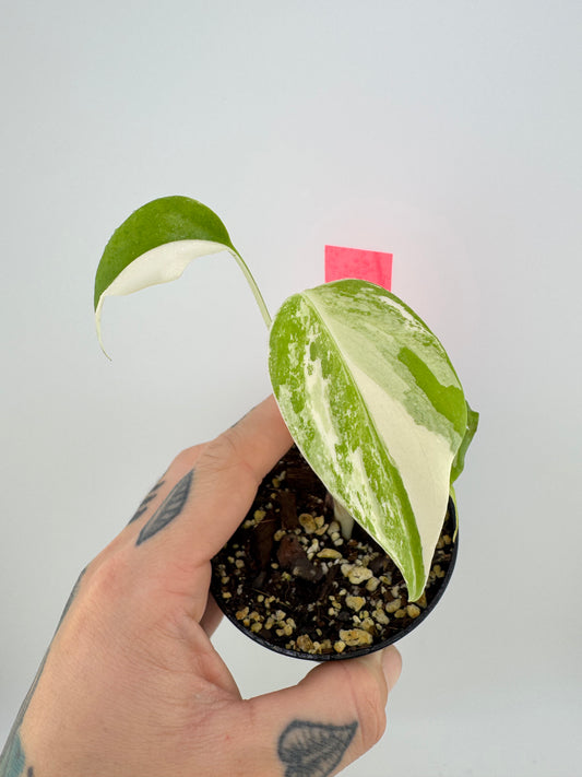 Monstera Deliciosa Variegated Albo (Small Form) #3