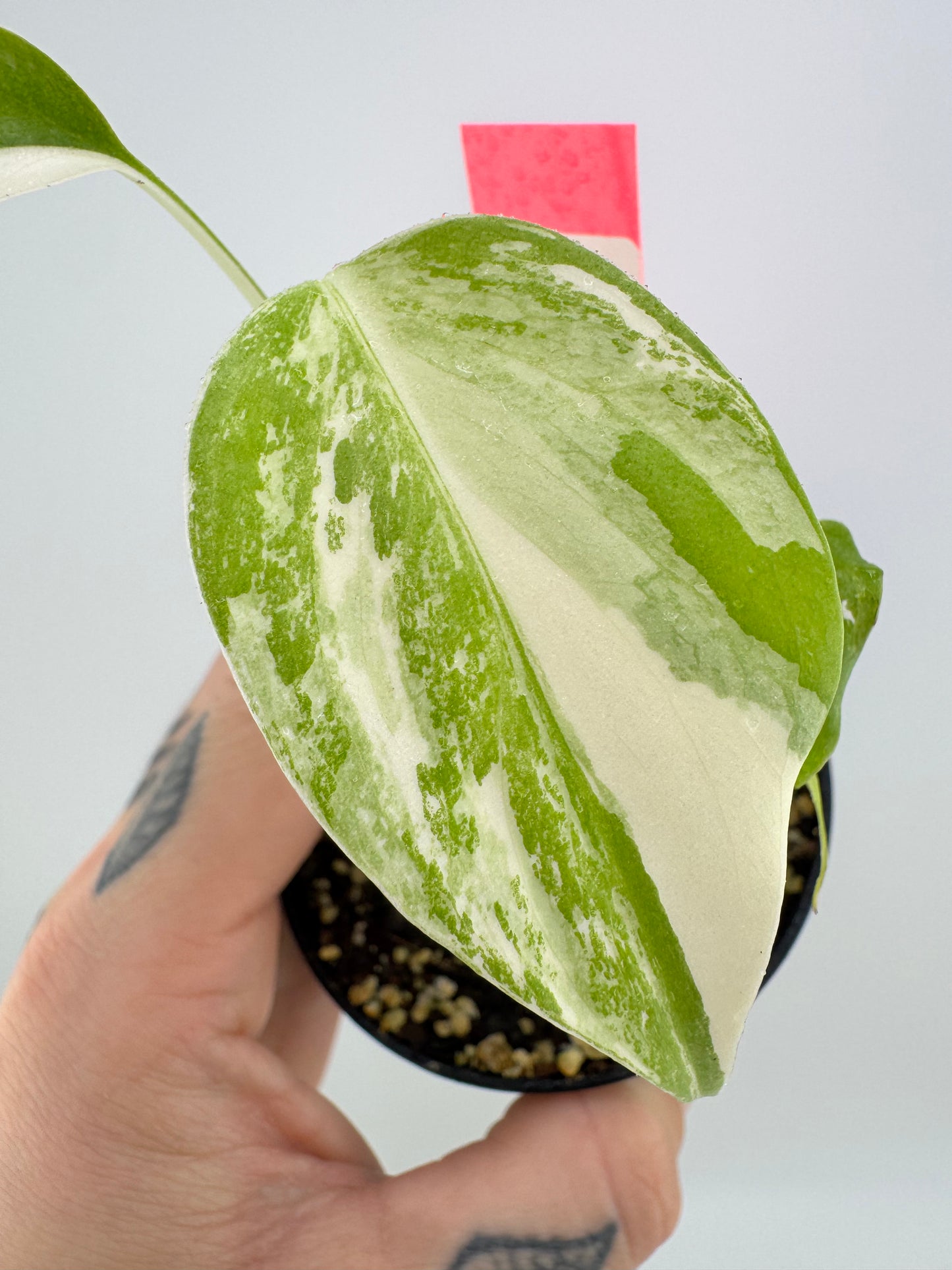Monstera Deliciosa Variegated Albo (Small Form) #3