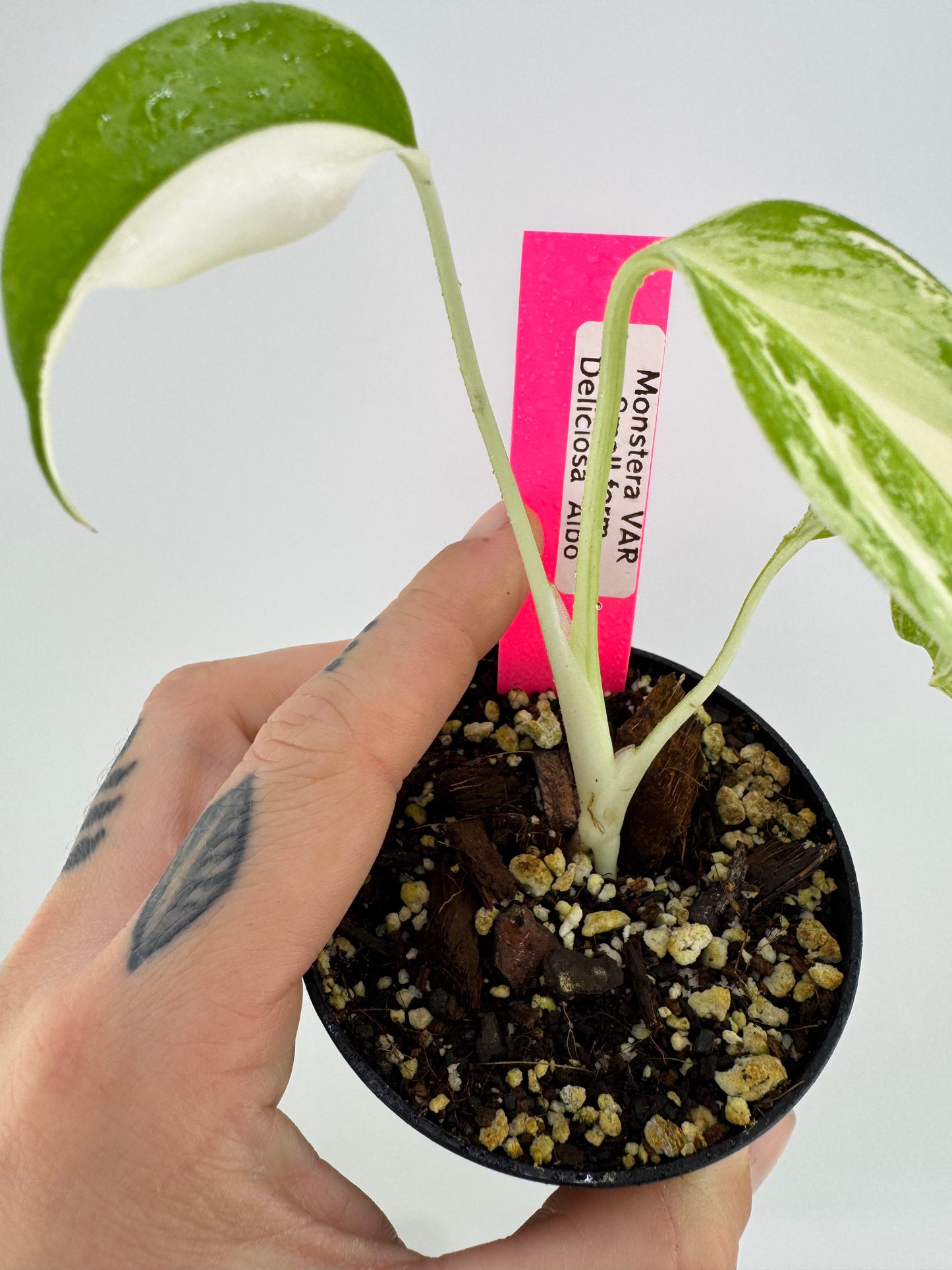 Monstera Deliciosa Variegated Albo (Small Form) #3