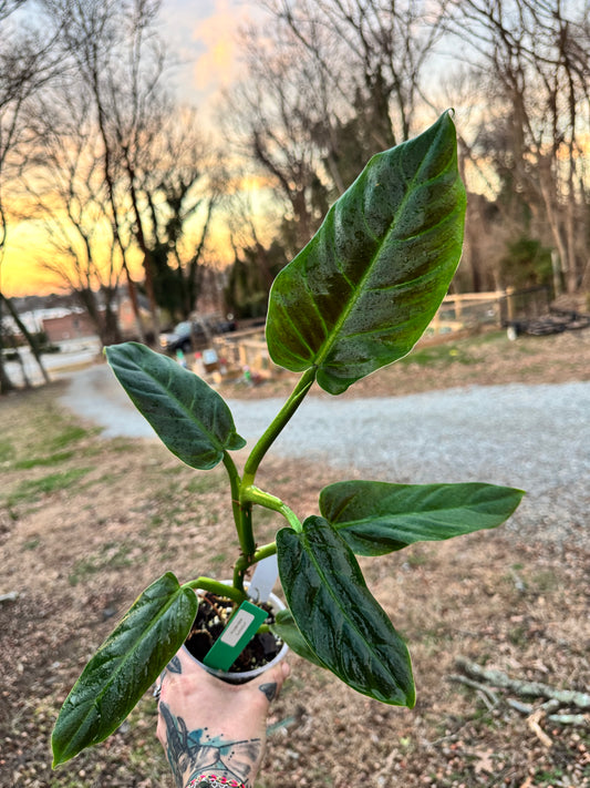 Philodendron Subhastum