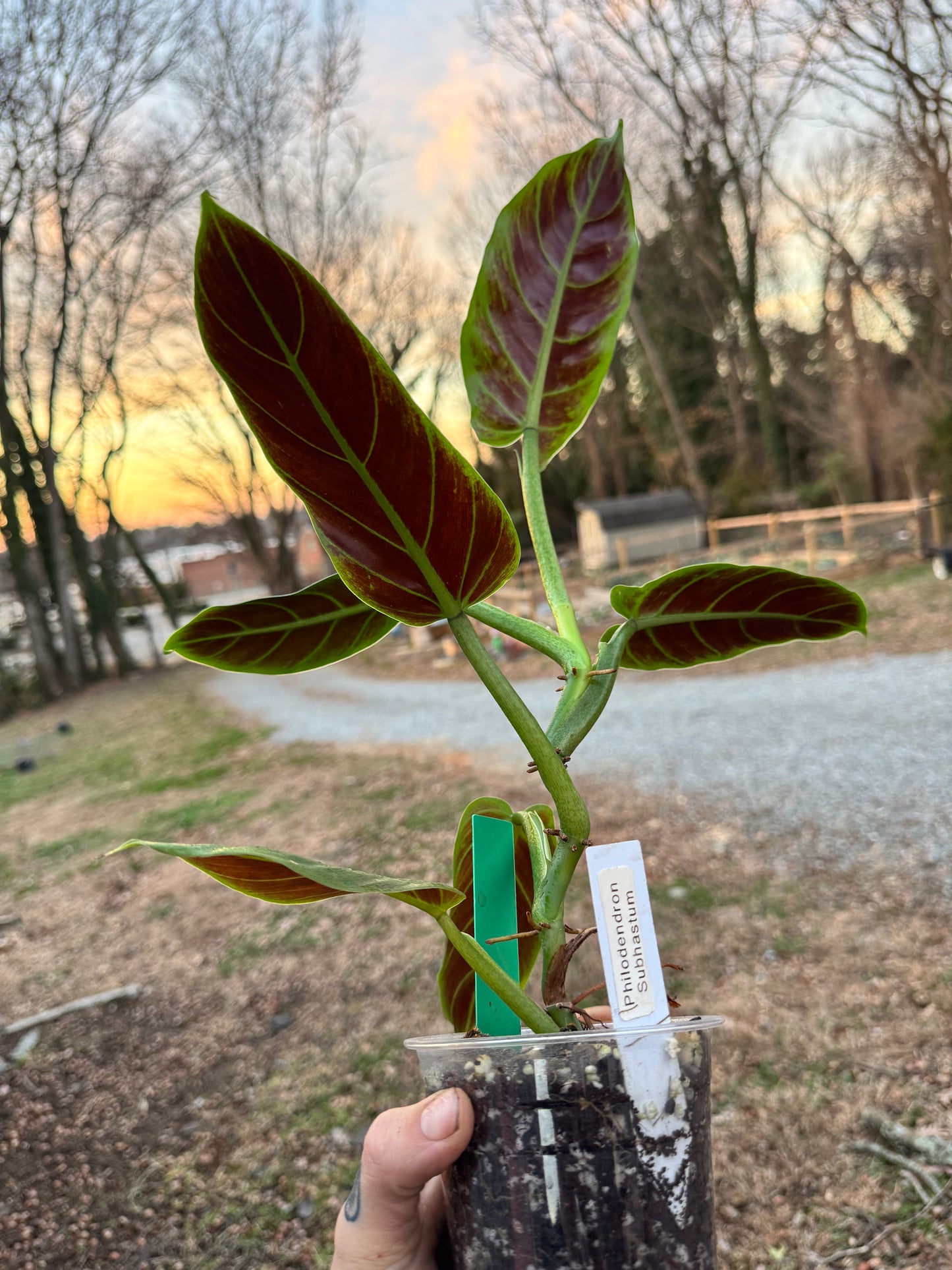 Philodendron Subhastum