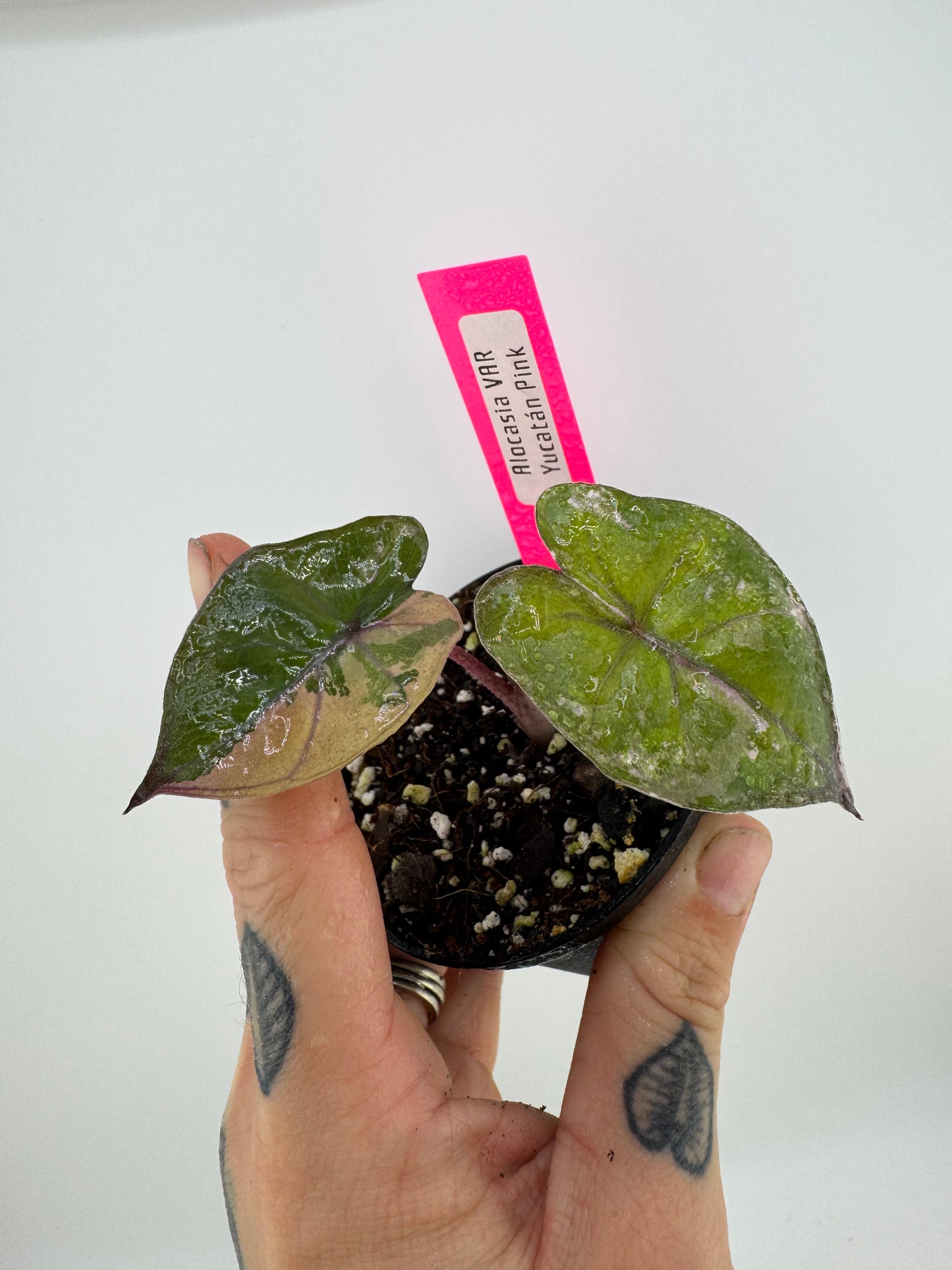 Alocasia Variegated Yucatán Princess ‘Pink’