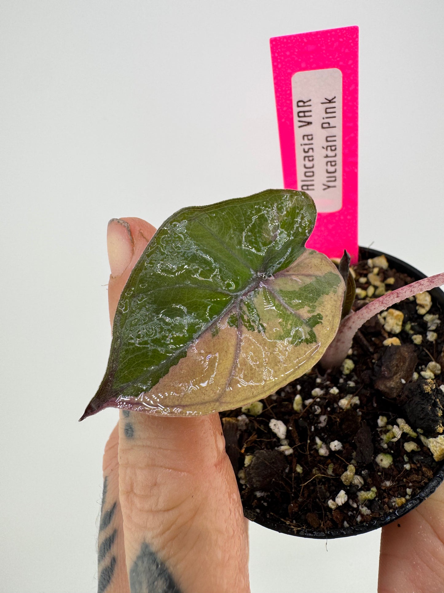 Alocasia Variegated Yucatán Princess ‘Pink’