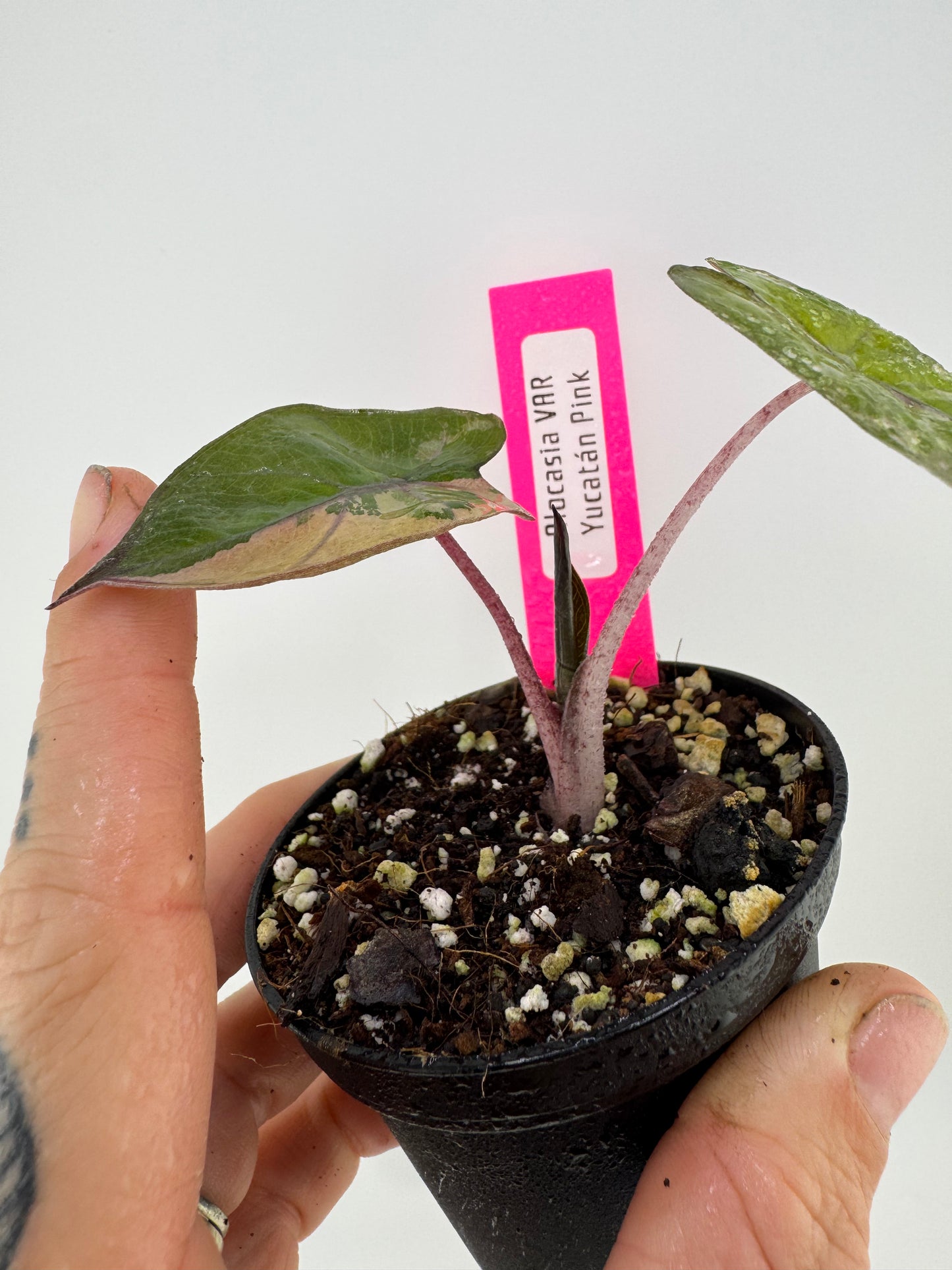 Alocasia Variegated Yucatán Princess ‘Pink’