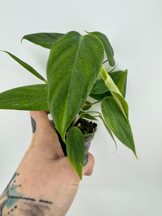 Philodendron Nangaritense ‘Fuzzy Petiole’