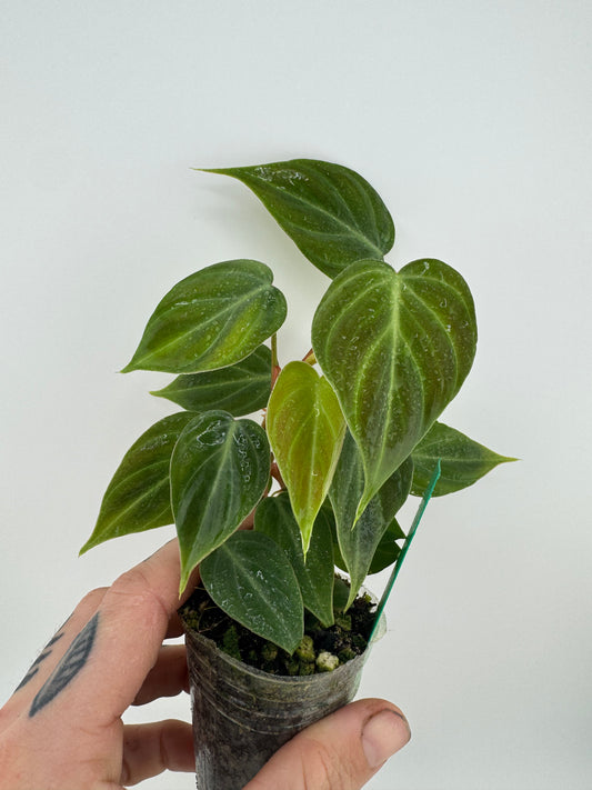 Philodendron El Choco Red
