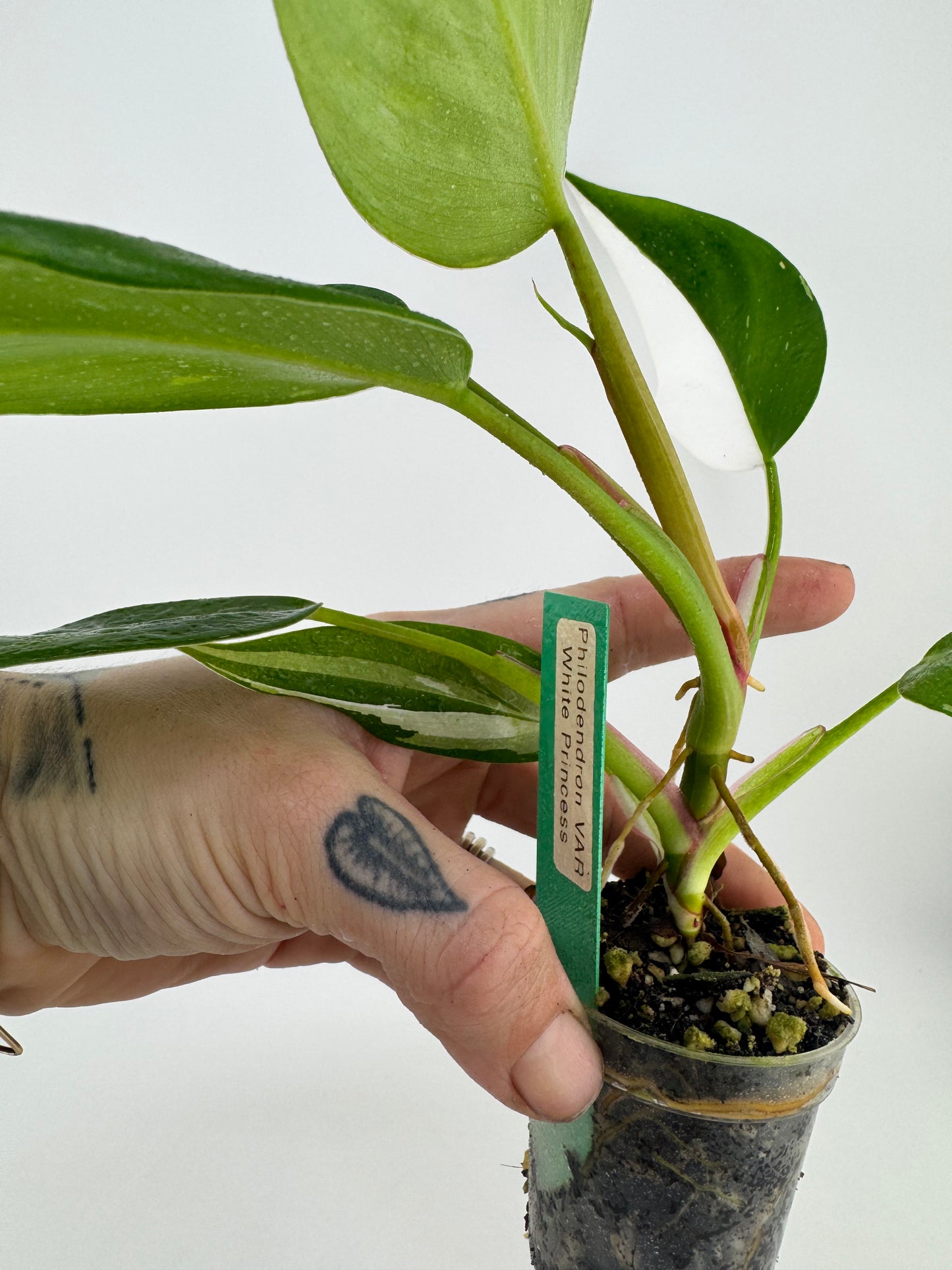 Philodendron White Princess Variegated