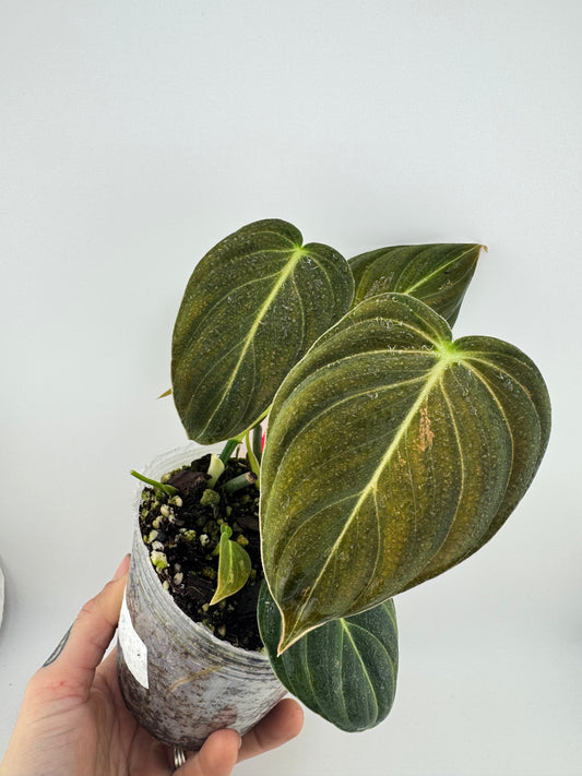 Philodendron Melanocrysm Variegated low color