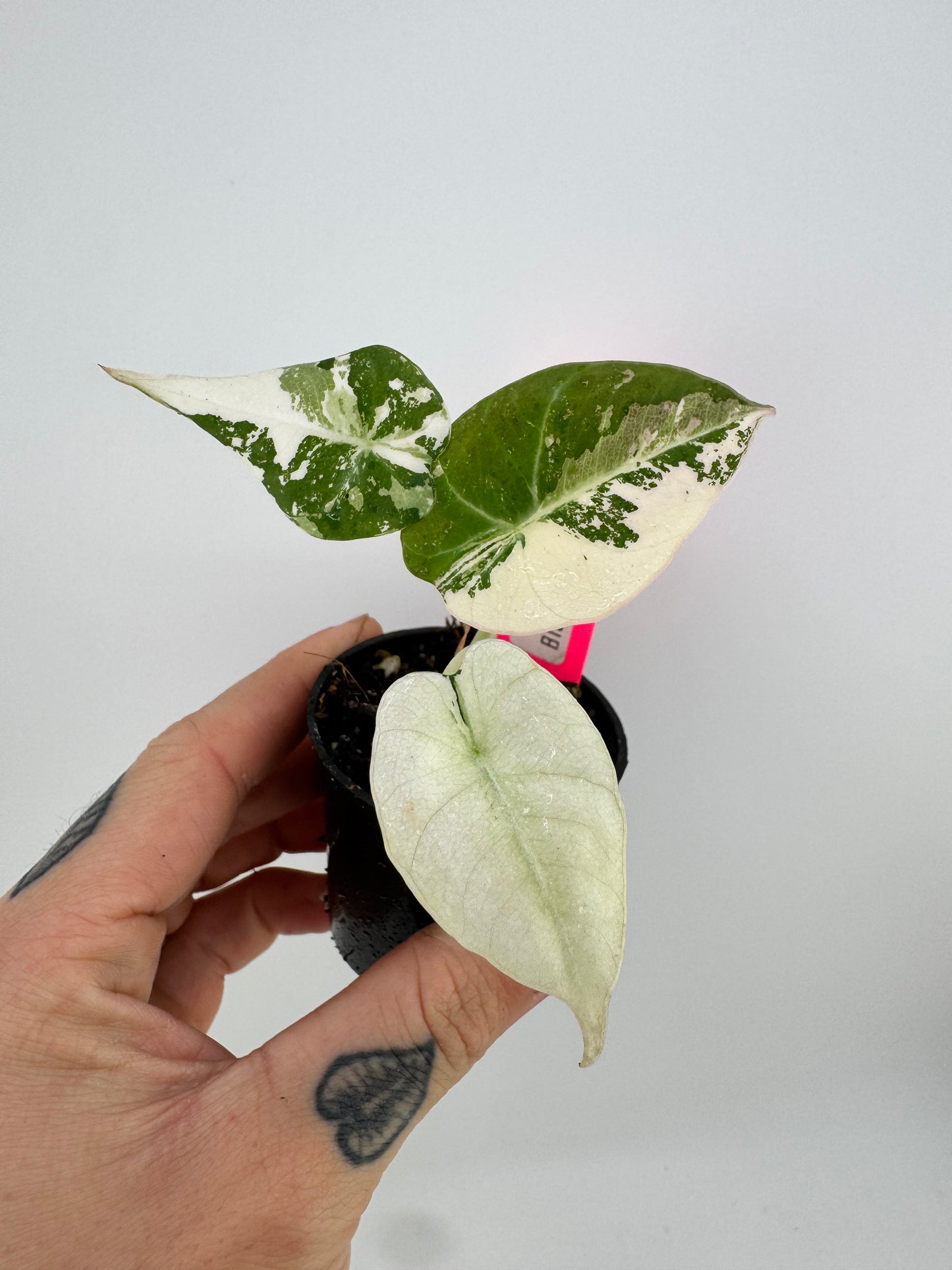 Alocasia Black Velvet Pink/Albo Variegated #B2
