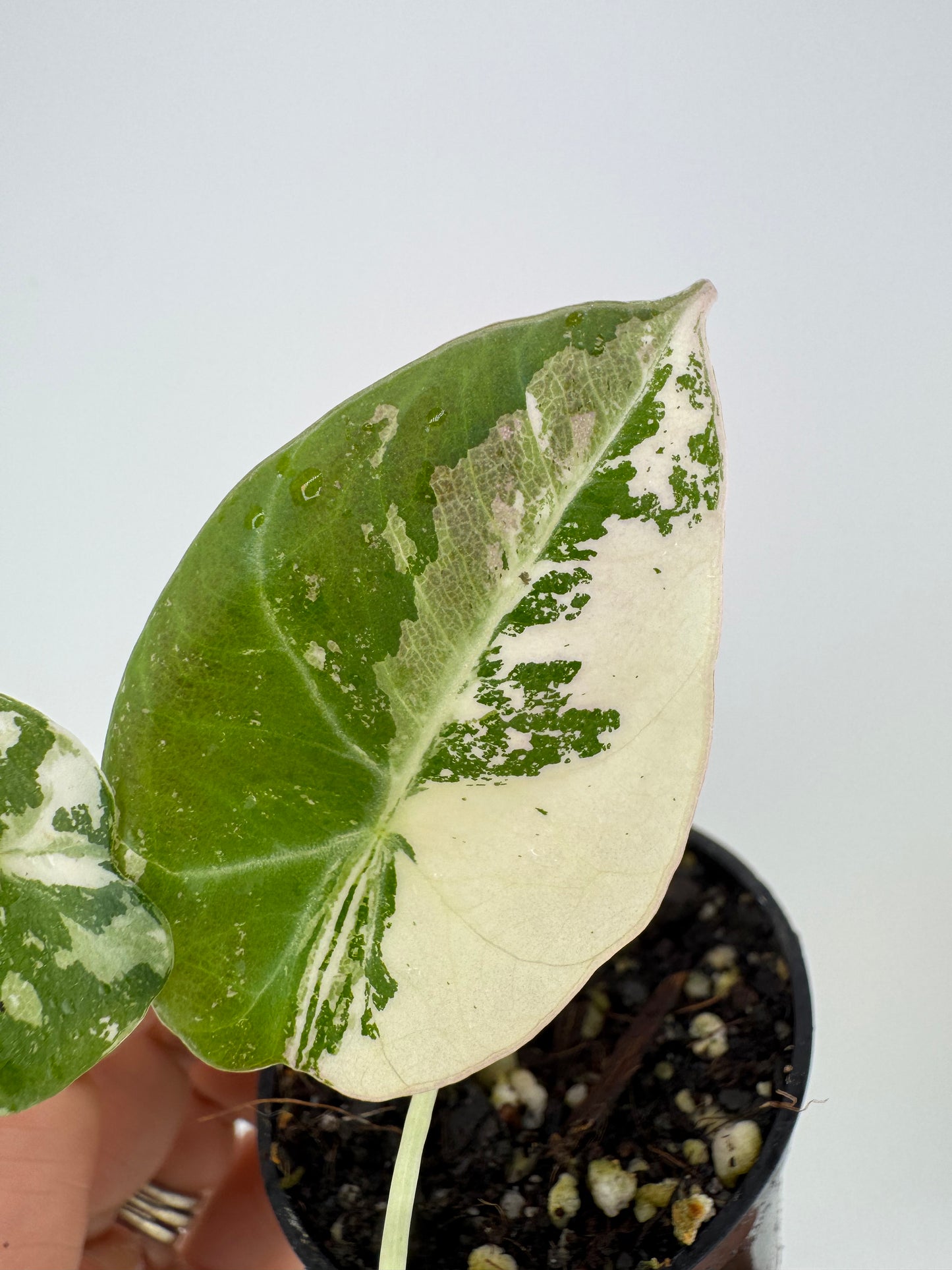Alocasia Black Velvet Pink/Albo Variegated #B2