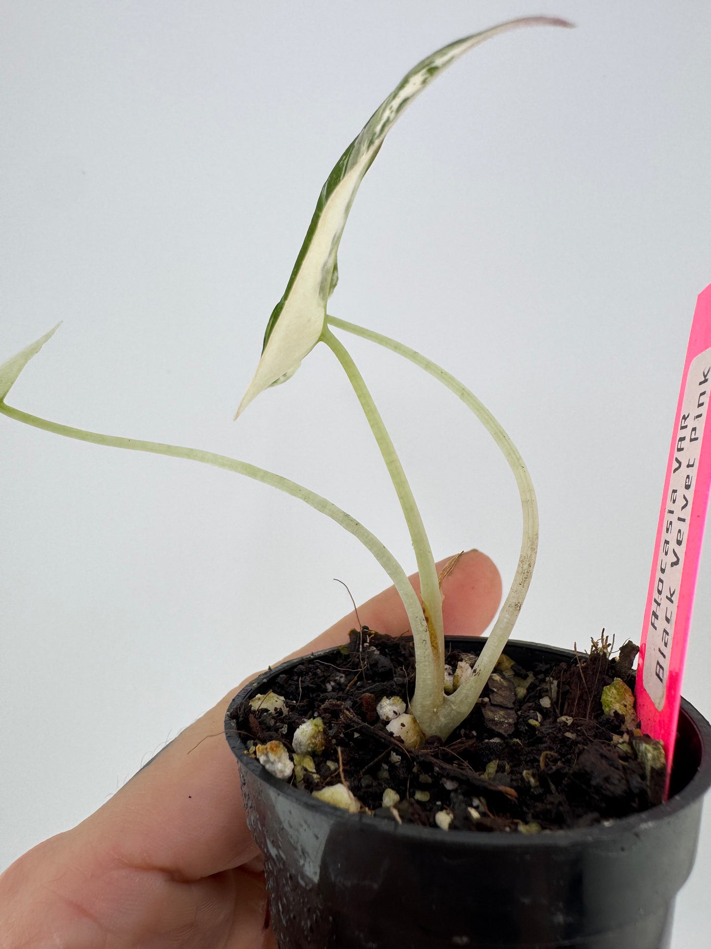 Alocasia Black Velvet Pink/Albo Variegated #B2