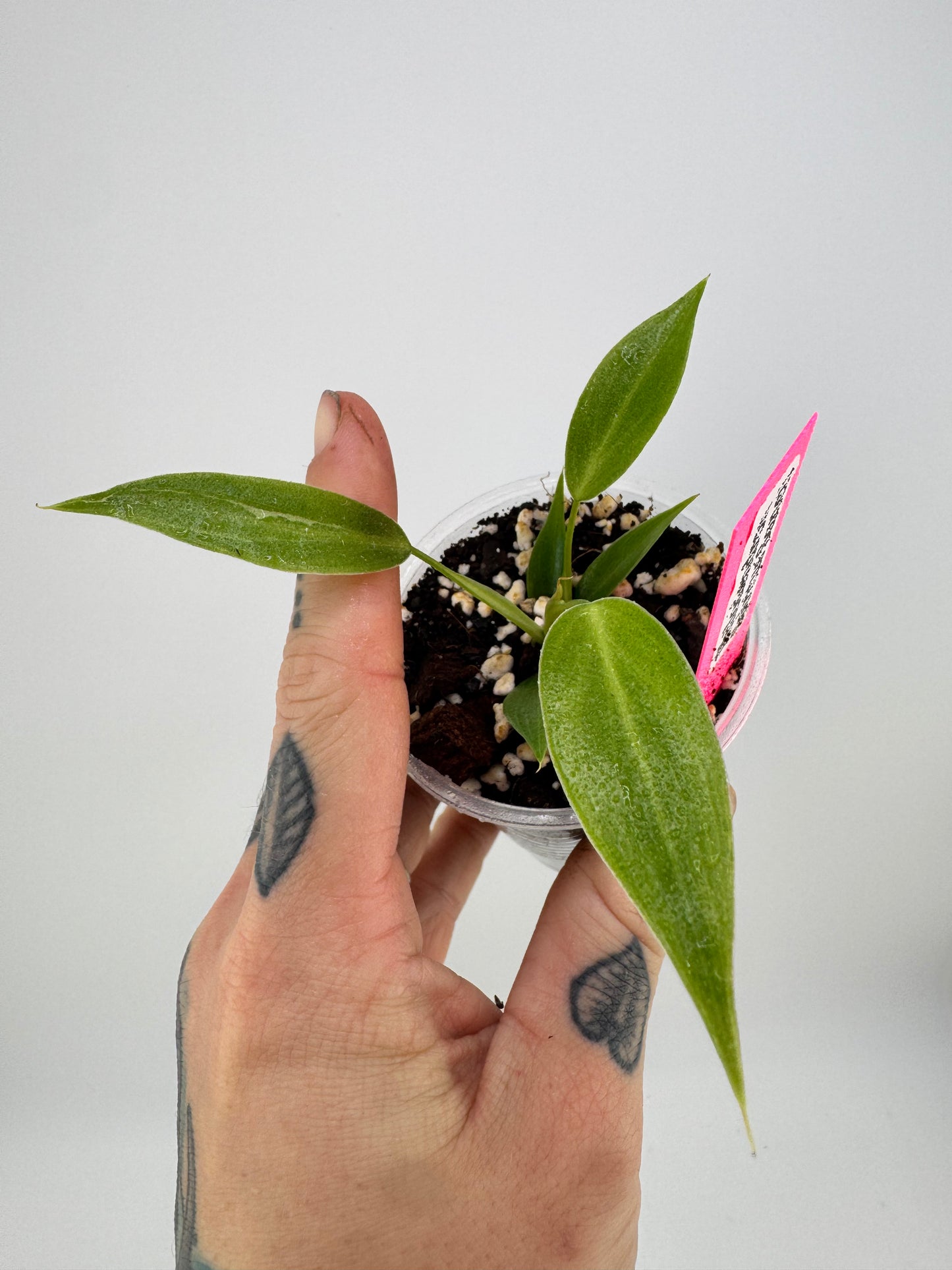 Philodendron Spiritus Sancti