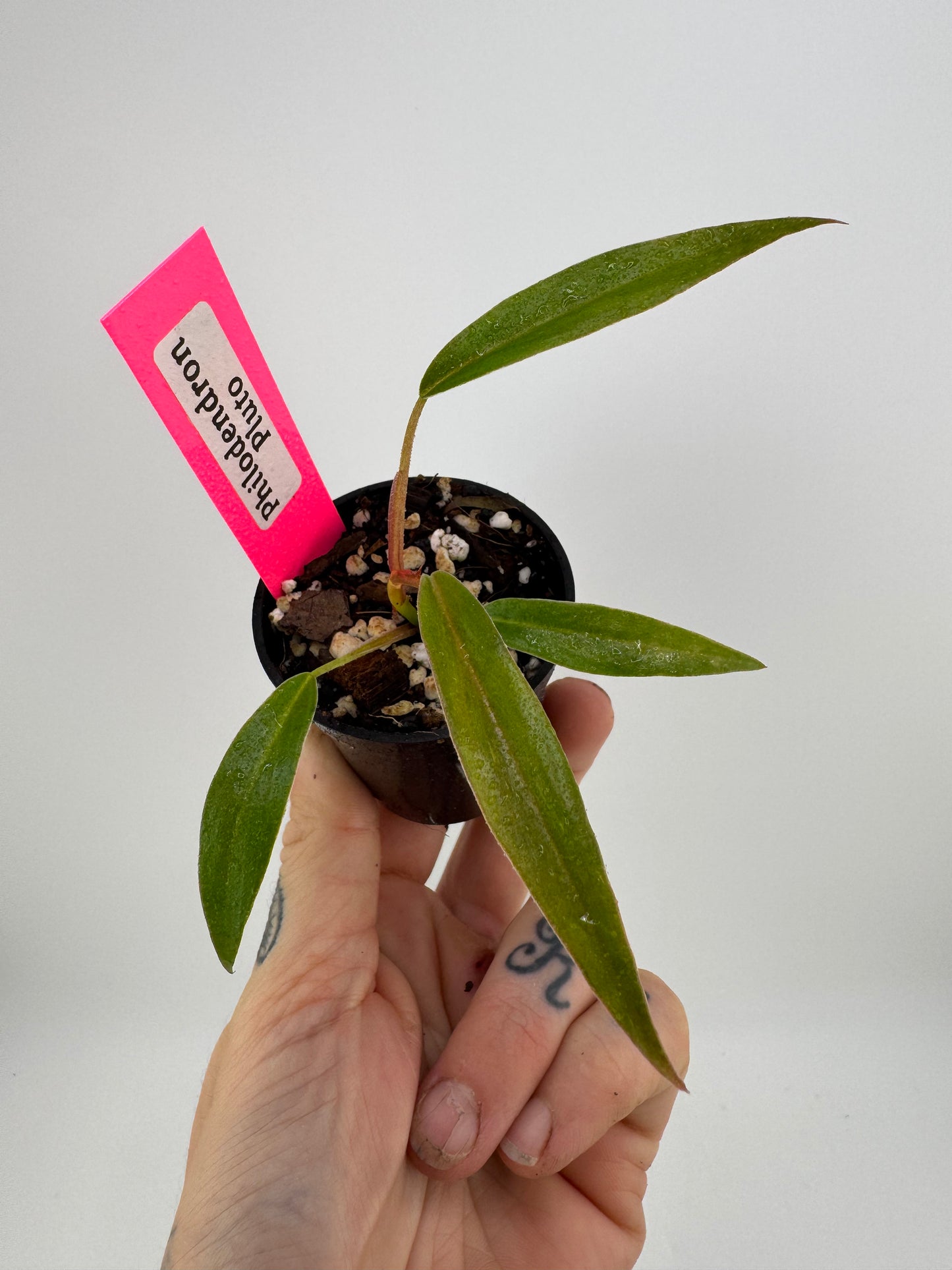 Philodendron Pluto