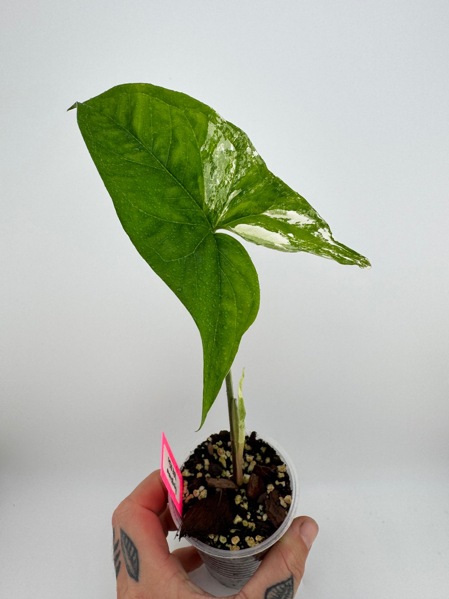 Syngonium ‘Albo’ Variegated