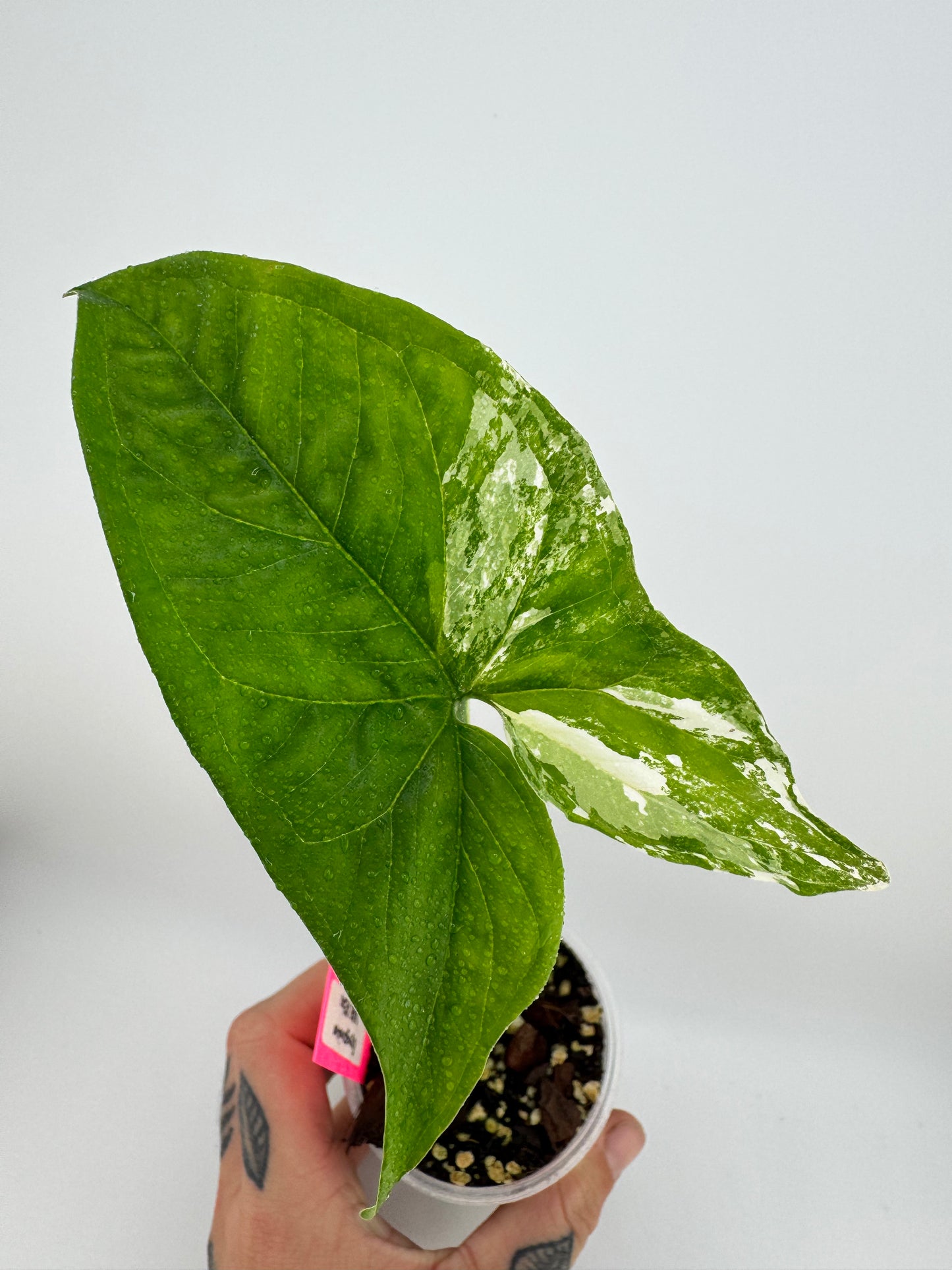 Syngonium ‘Albo’ Variegated