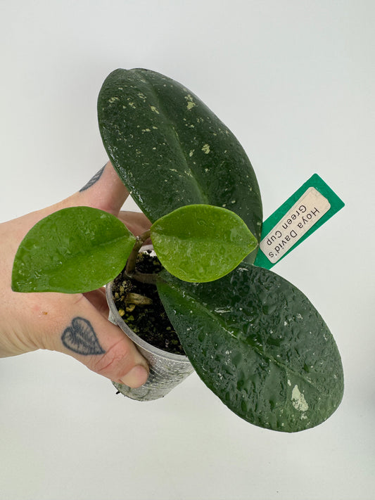 Hoya ‘David’s Green Cup’