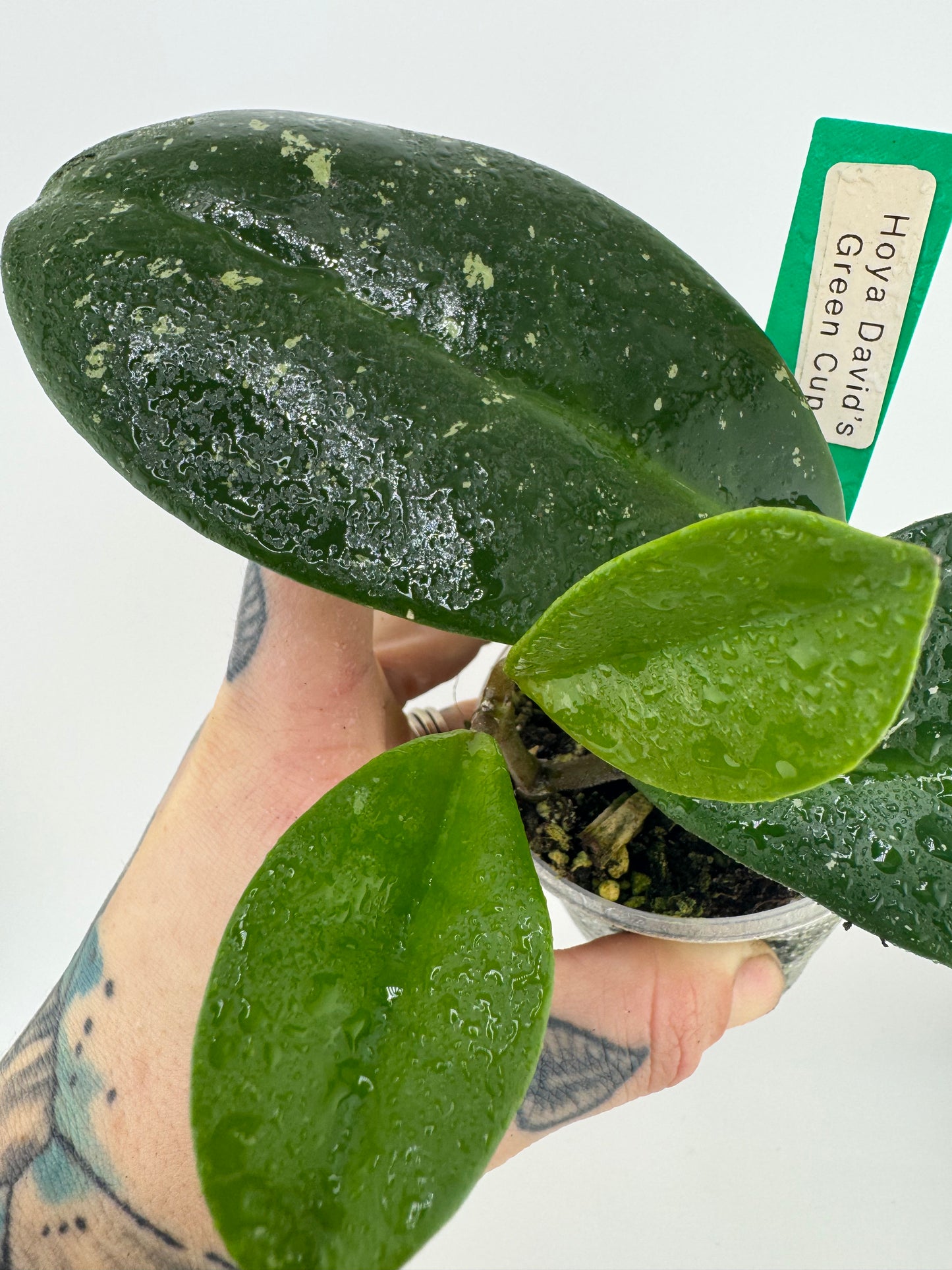 Hoya ‘David’s Green Cup’