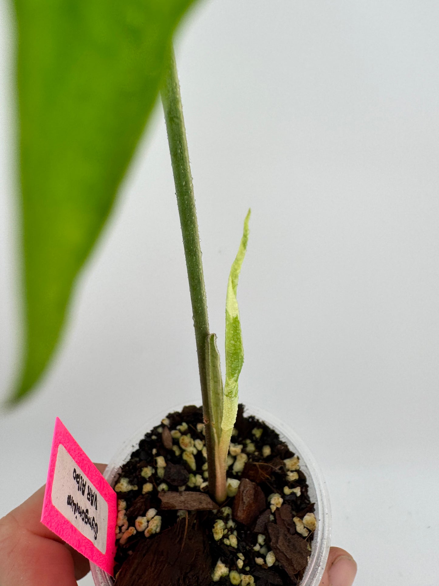 Syngonium ‘Albo’ Variegated