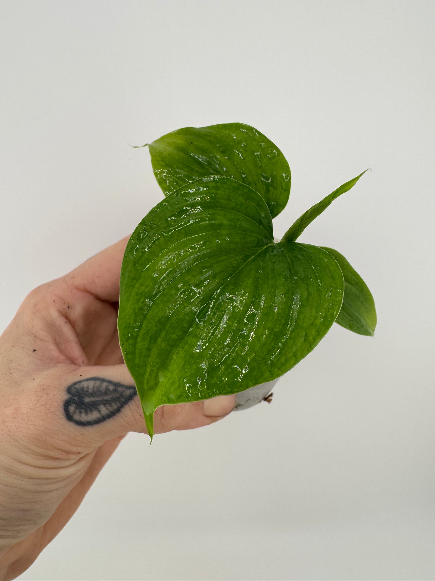 Philodendron fibraecataphyllum