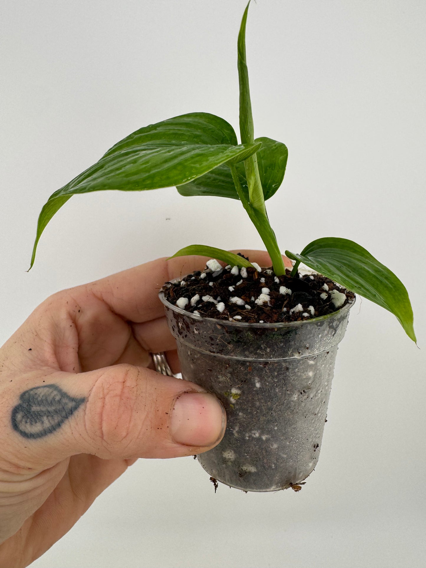 Philodendron fibraecataphyllum