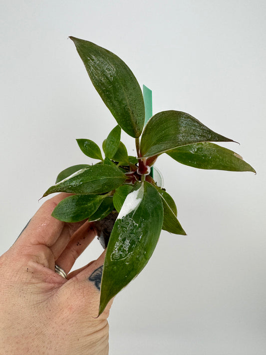 Philodendron White Knight variegated